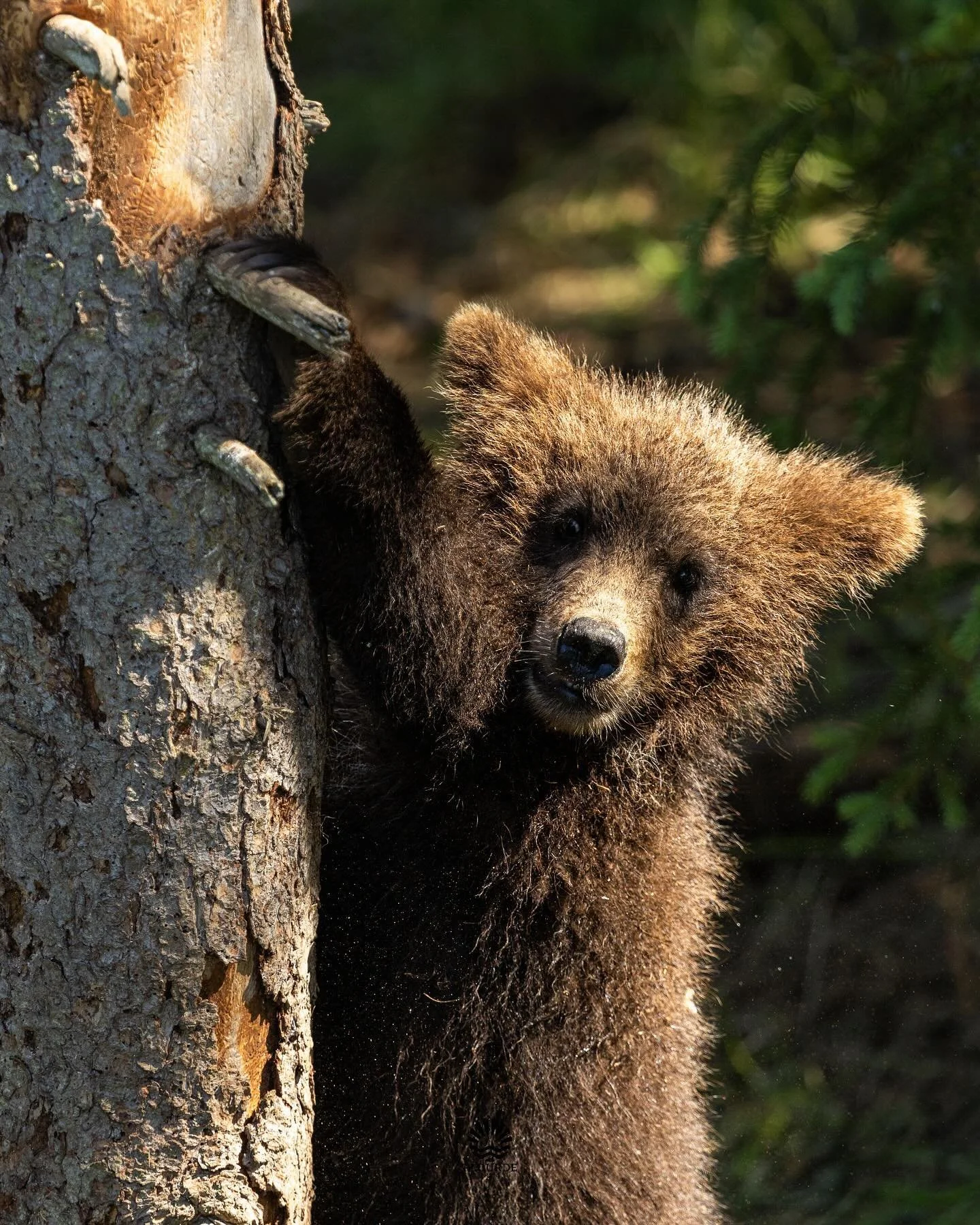 Smokey Jr. 
📸Grizzly Bear Cub. 
🎞️ @canonusa R8, 100-400mm. 
.
.
.
#grizzly #bear #alaska #babyanimals #nuts_about_wildlife #cute #sonomacountyphotographer