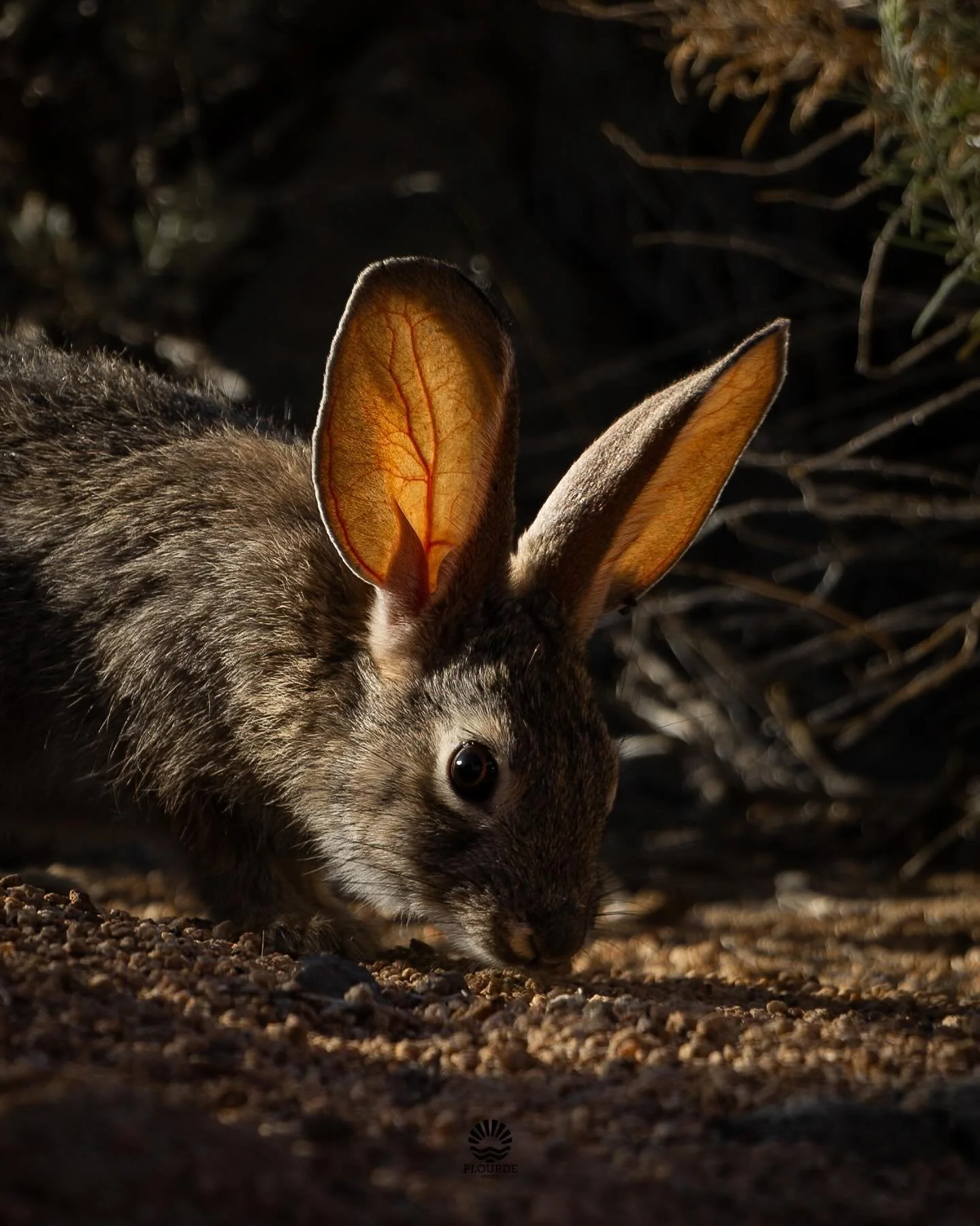 Leaves of a Cottontail. 
📸Desert Cottontail.
🎞️ @canonusa R8, 100-400mm. 
.
.
.
#rabbit #wildlifephotography #canonwildlifephotography #desert #highdesert