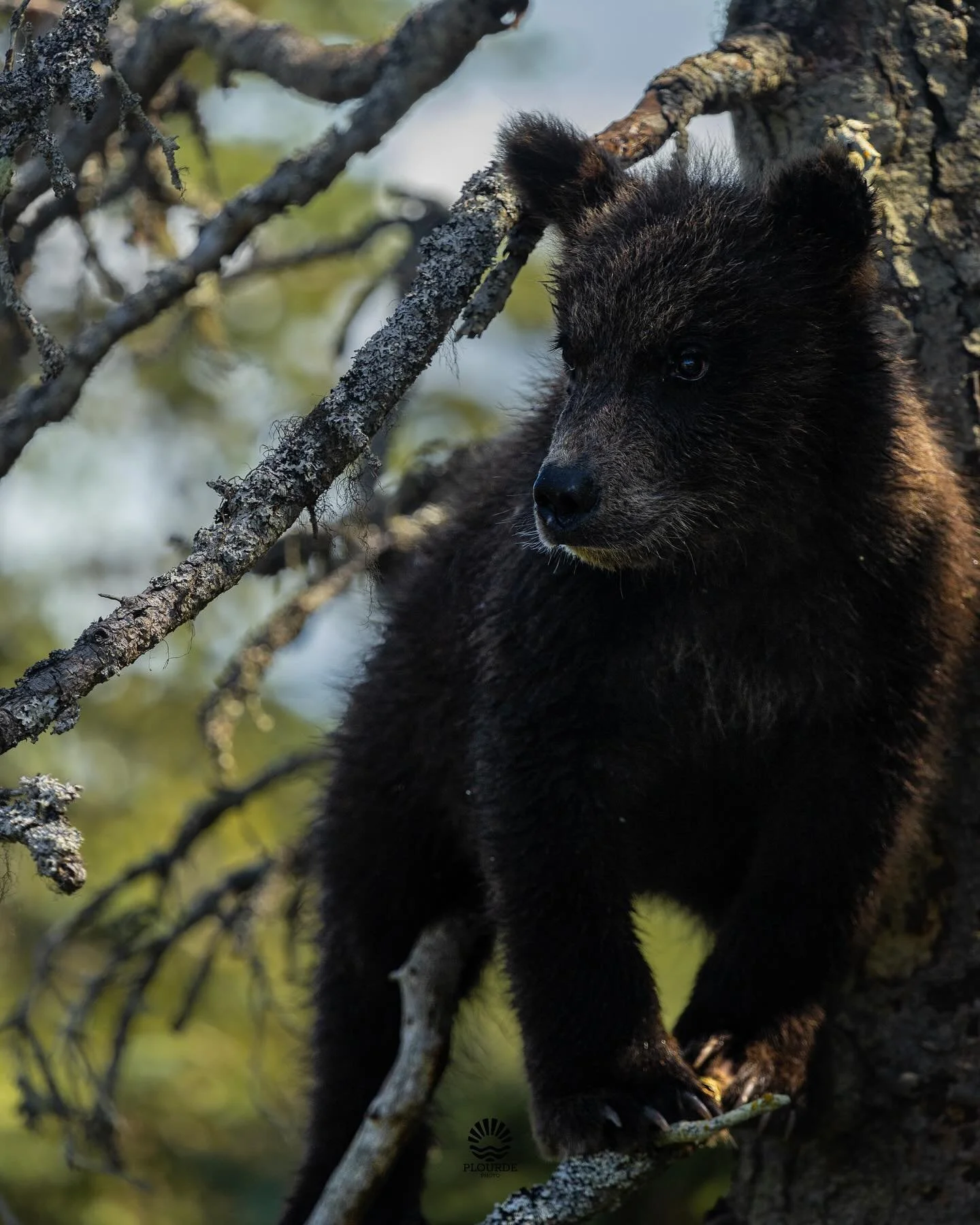 Tan-chest the Tree-bear. 
📸Grizzly Bear Cub.
🎞️ @canonusa R8, 100-400mm. 
.
.
.
#bear #grizzly #grizzlybear #alaska #alaskaphotography #wildlifephotography