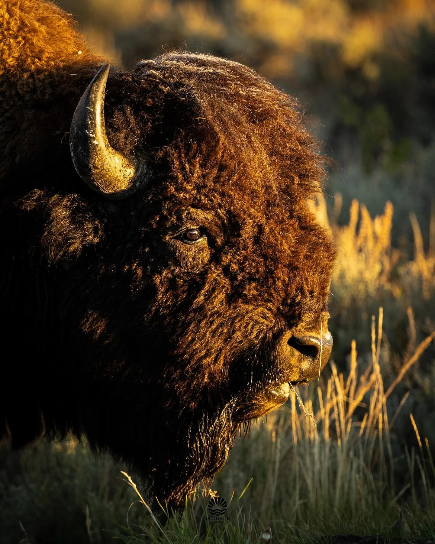 Autumn Frost
📸American Bison
🎞️ @canonusa R8, 100-400mm
.
.
.
#wildlife #bison #buffalo #wyoming #wildlifephotography l