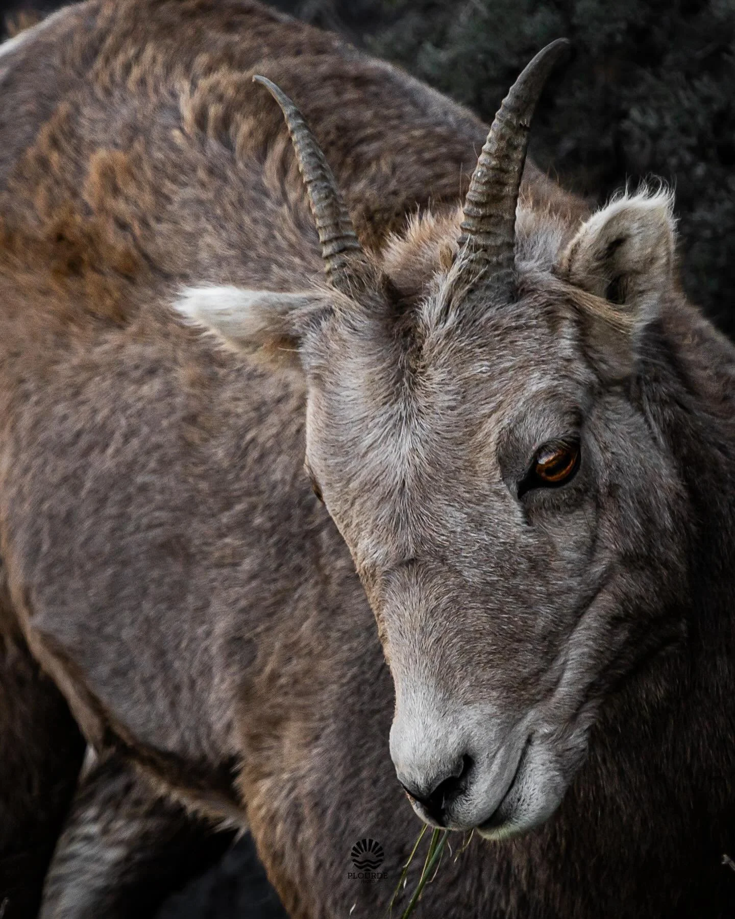 Cliffside Forager
📸Rocky Mountain Bighorn Sheep
🎞️ @canonusa R8, 100-400mm
.
.
.
#wildlife #newmexico #riogrande #bighornsheep