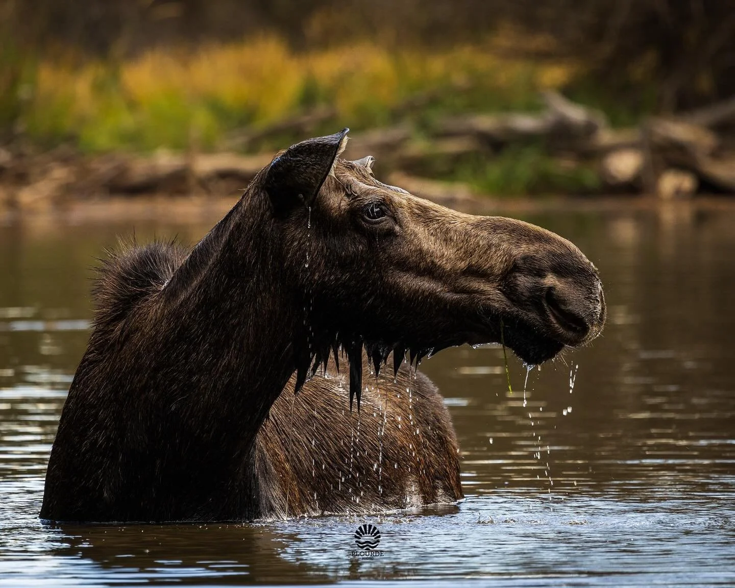 Bottom Feeder
📸Moose
🎞️ @canonusa R8, 100-400mm
.
.
.
#wildlife #moose #wyoming #canonphotography #fall