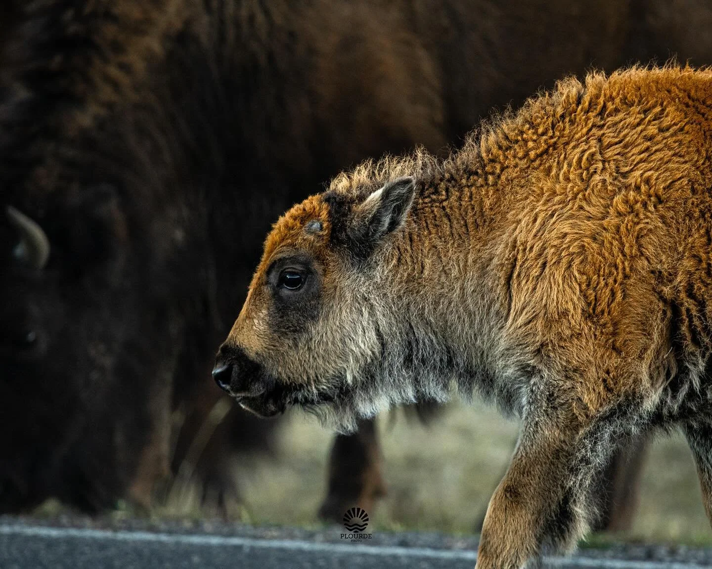 Last of the Red Dogs
📸American Bison Calf
🎞️ @canonusa R8, 100-400mm
.
.
.
#bison #buffalo #wildlifephotography #wildlife #wyoming