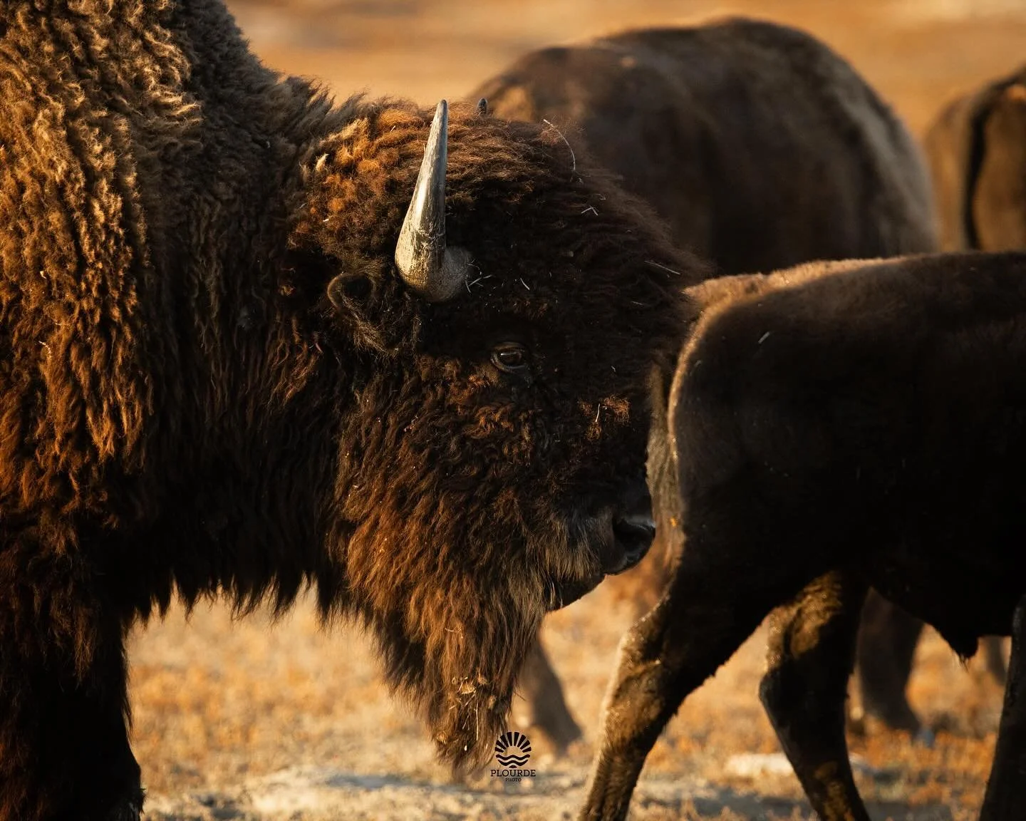 The Elder
📸American Bison
🎞️ @canonusa R8, 100-400mm
.
.
.
#bison #buffalo #northdakota #theodoreroosevelt #photography