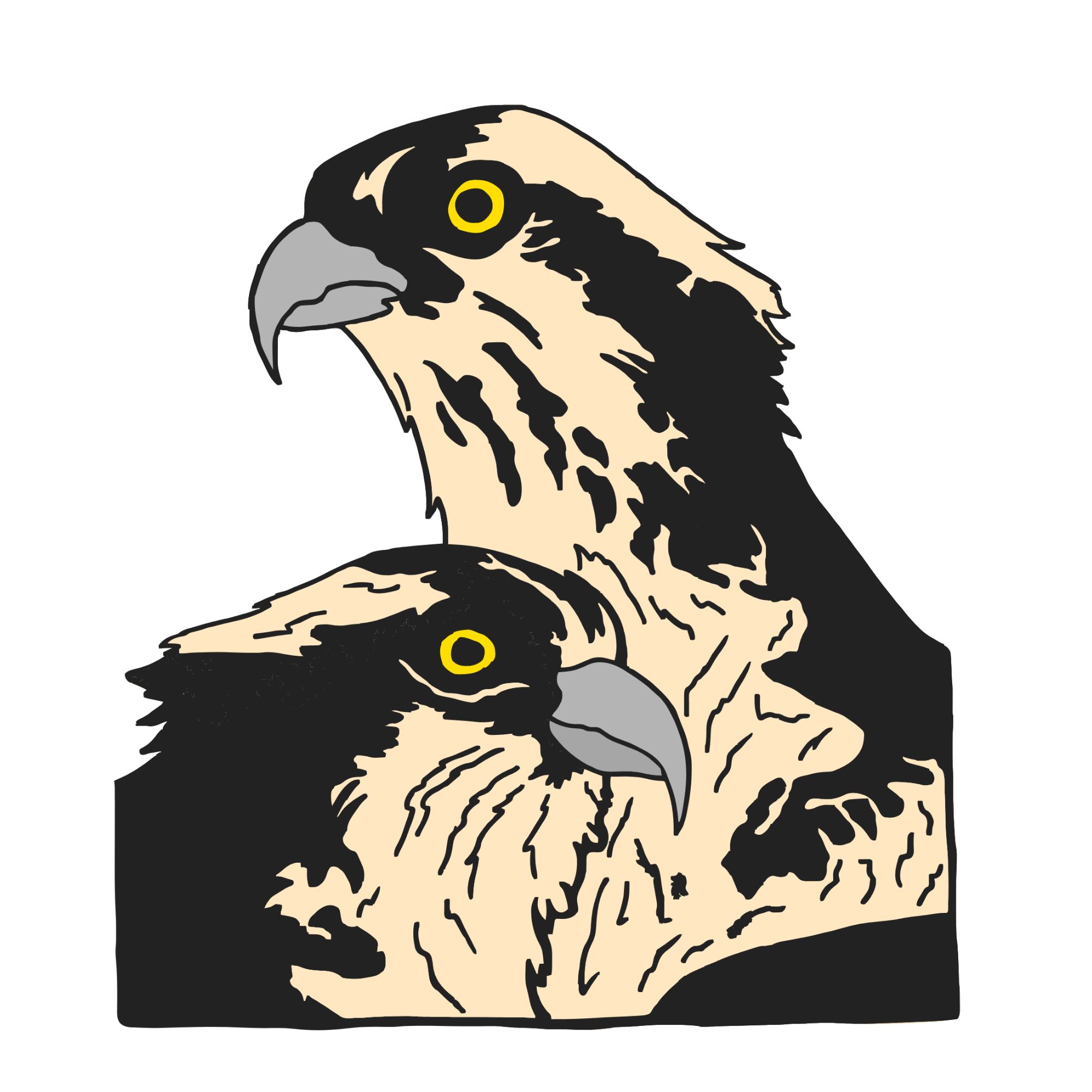 HAYDUKE & MORE (9).png