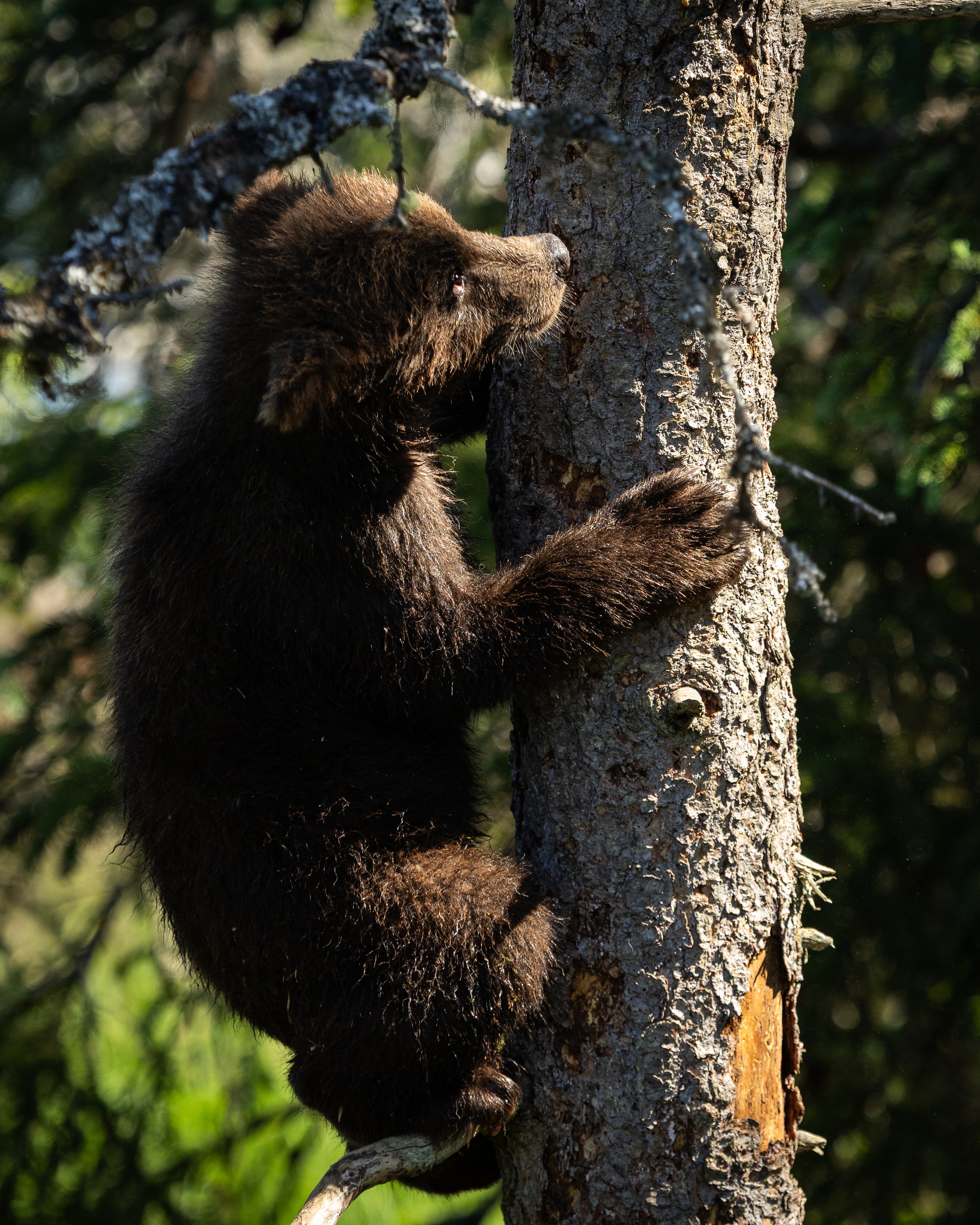 "Little Bear, Big Paws"