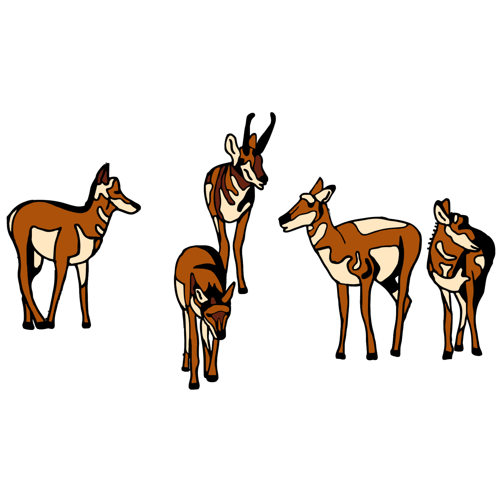PRONGHORN HERD.png