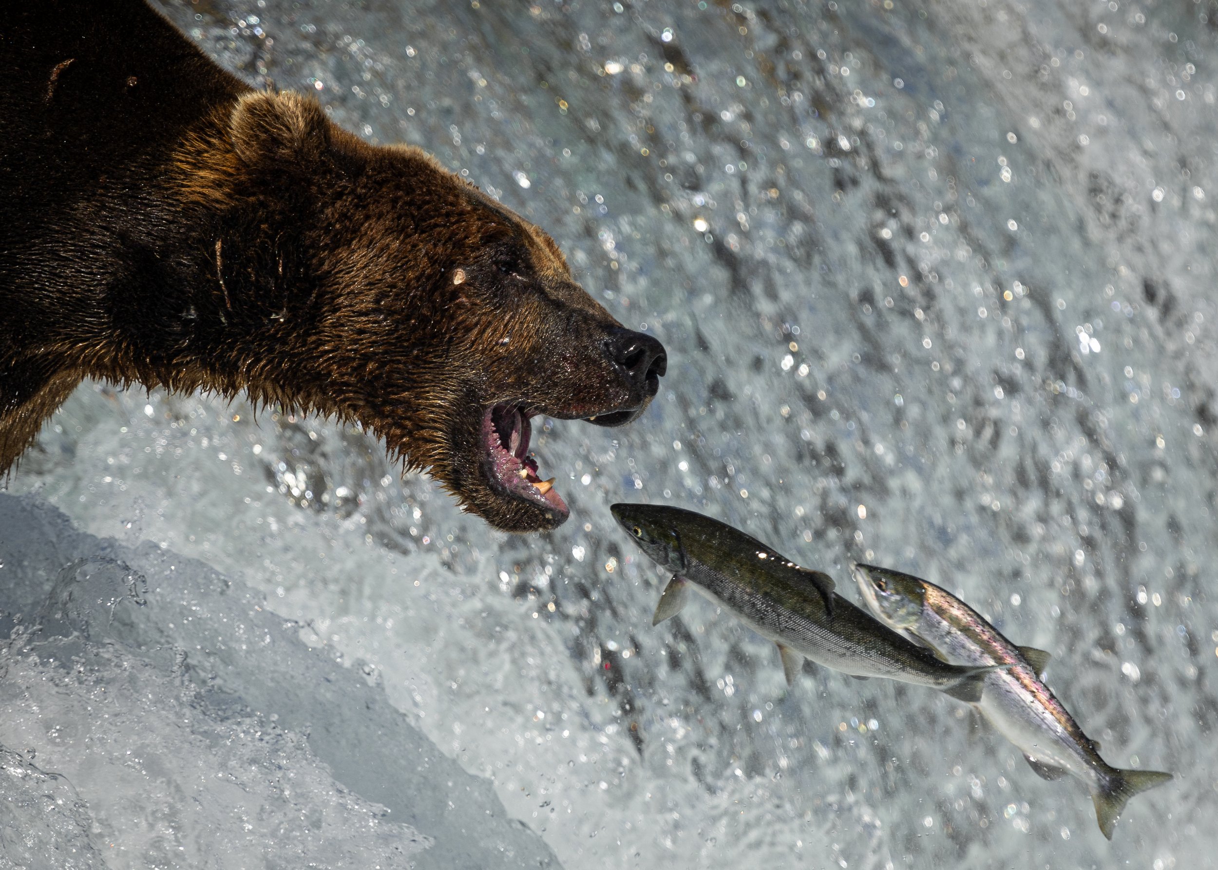 "Catch of the Day"