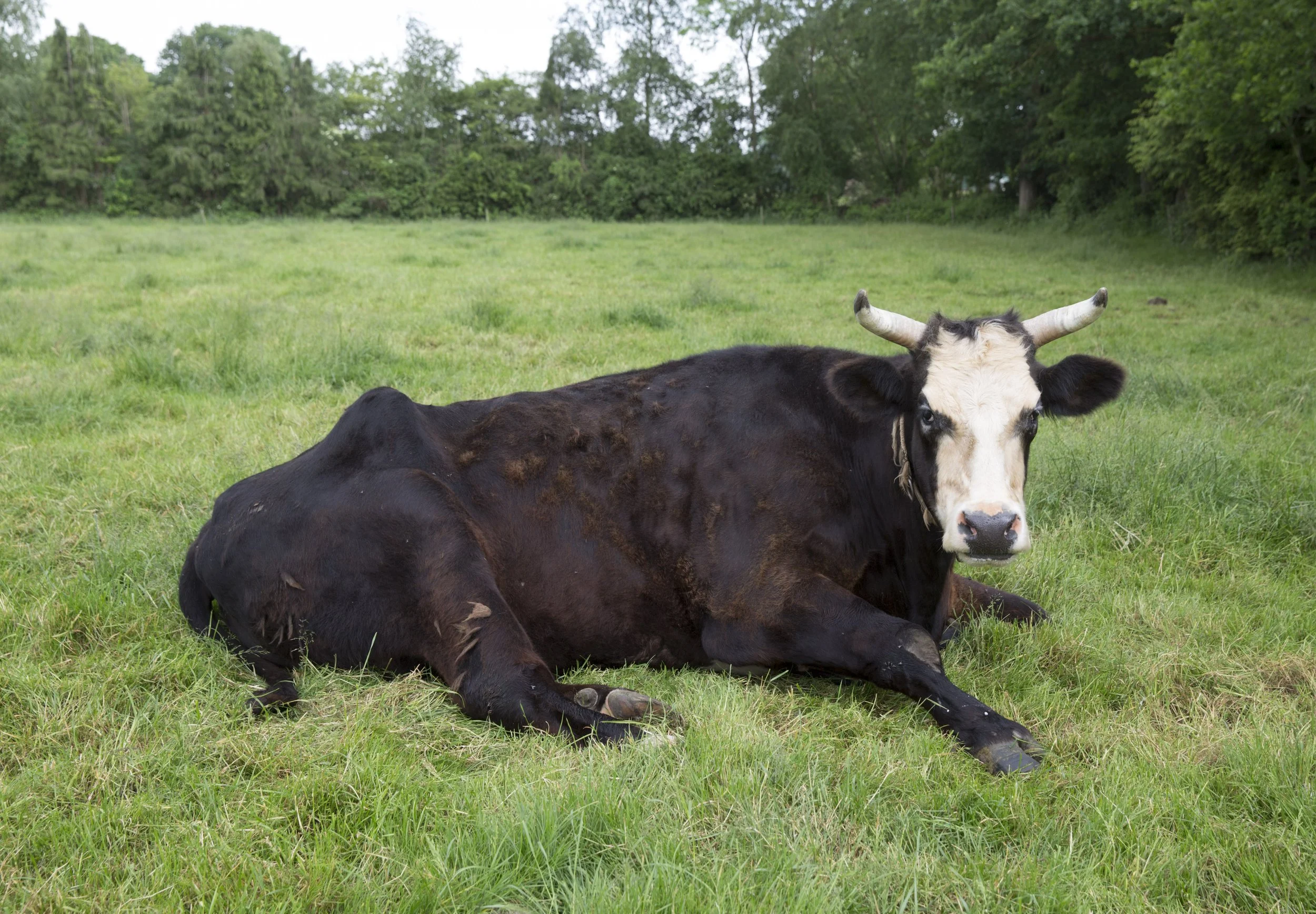 242_©HvdM_Zandhuizen_3-6-'16_1106.jpg