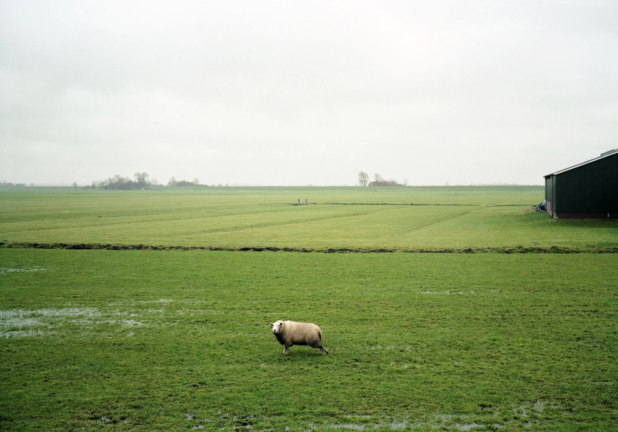 Animals_Overleek_The Netherlands_1999.JPG