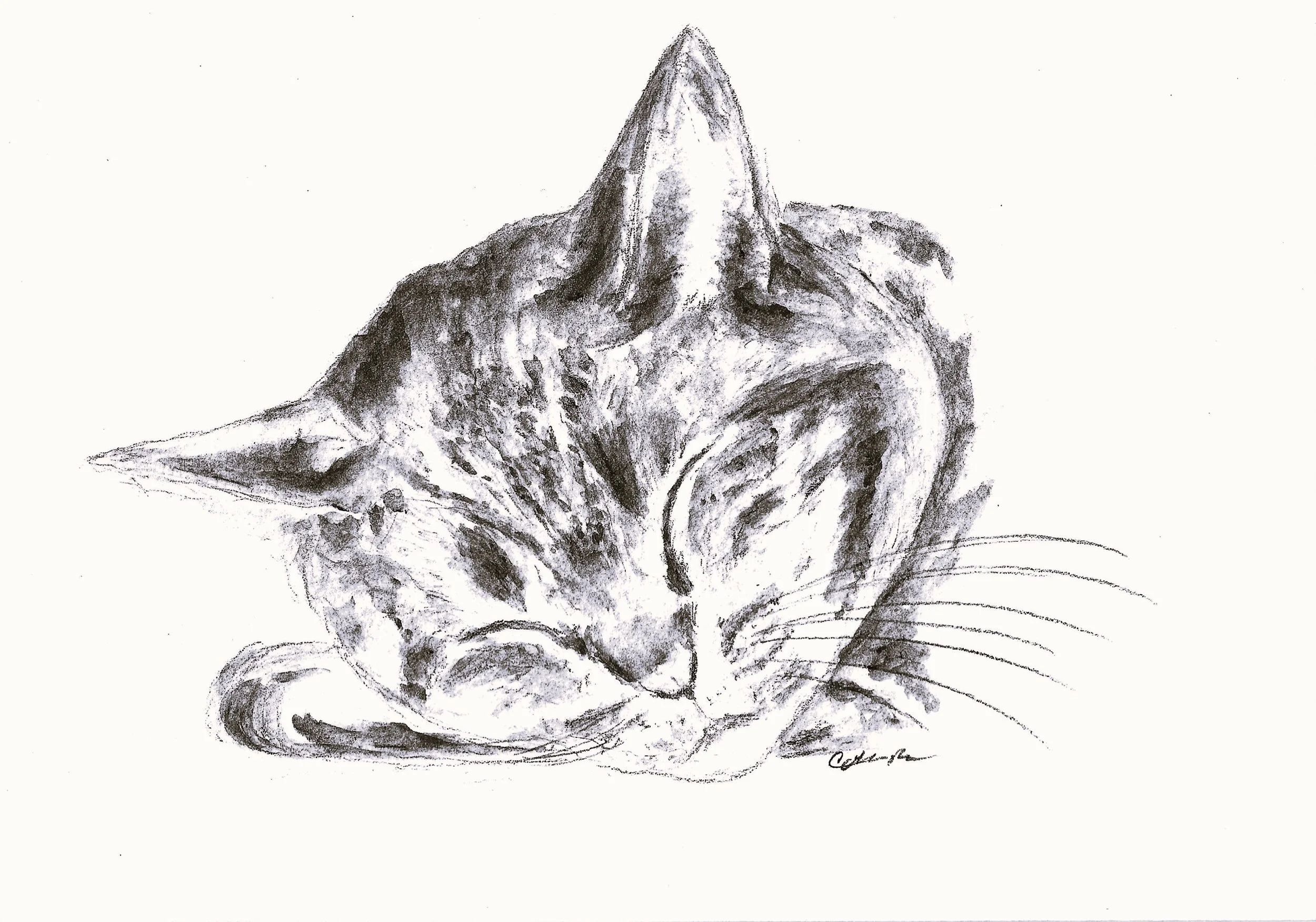 Dawn Cat.jpg