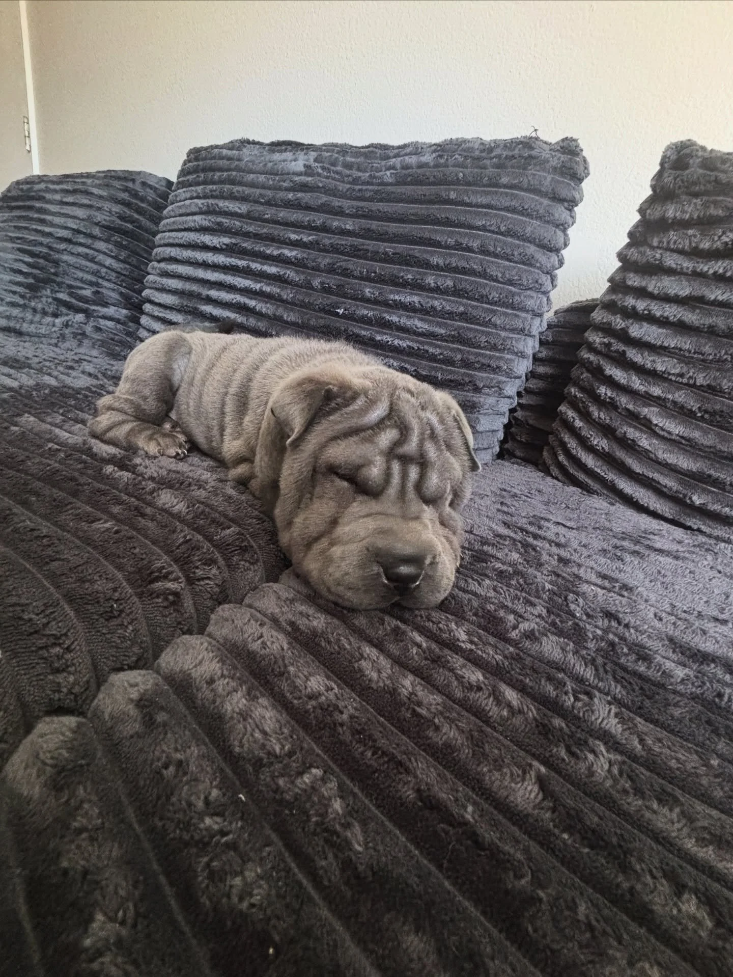 Home sweet home 🏠

#wrinkles #laundryhubdenver #denver #colorado #laundrydog