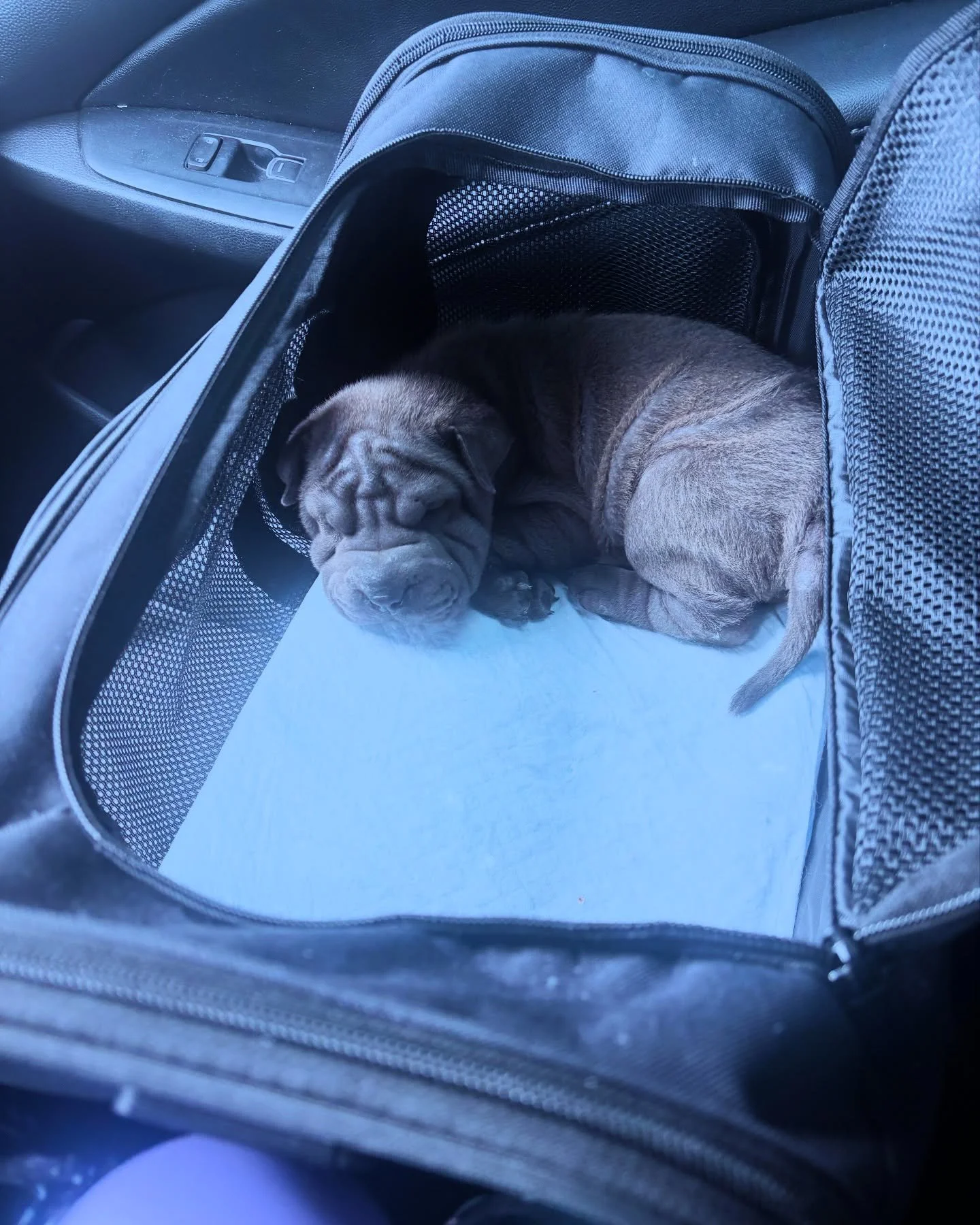 Wrinkles first day on the job 🐶🧺🚐💨

#denver #laundryhub #laundryhubdenver #dog #canipetthatdawg #dogowner #denverdog