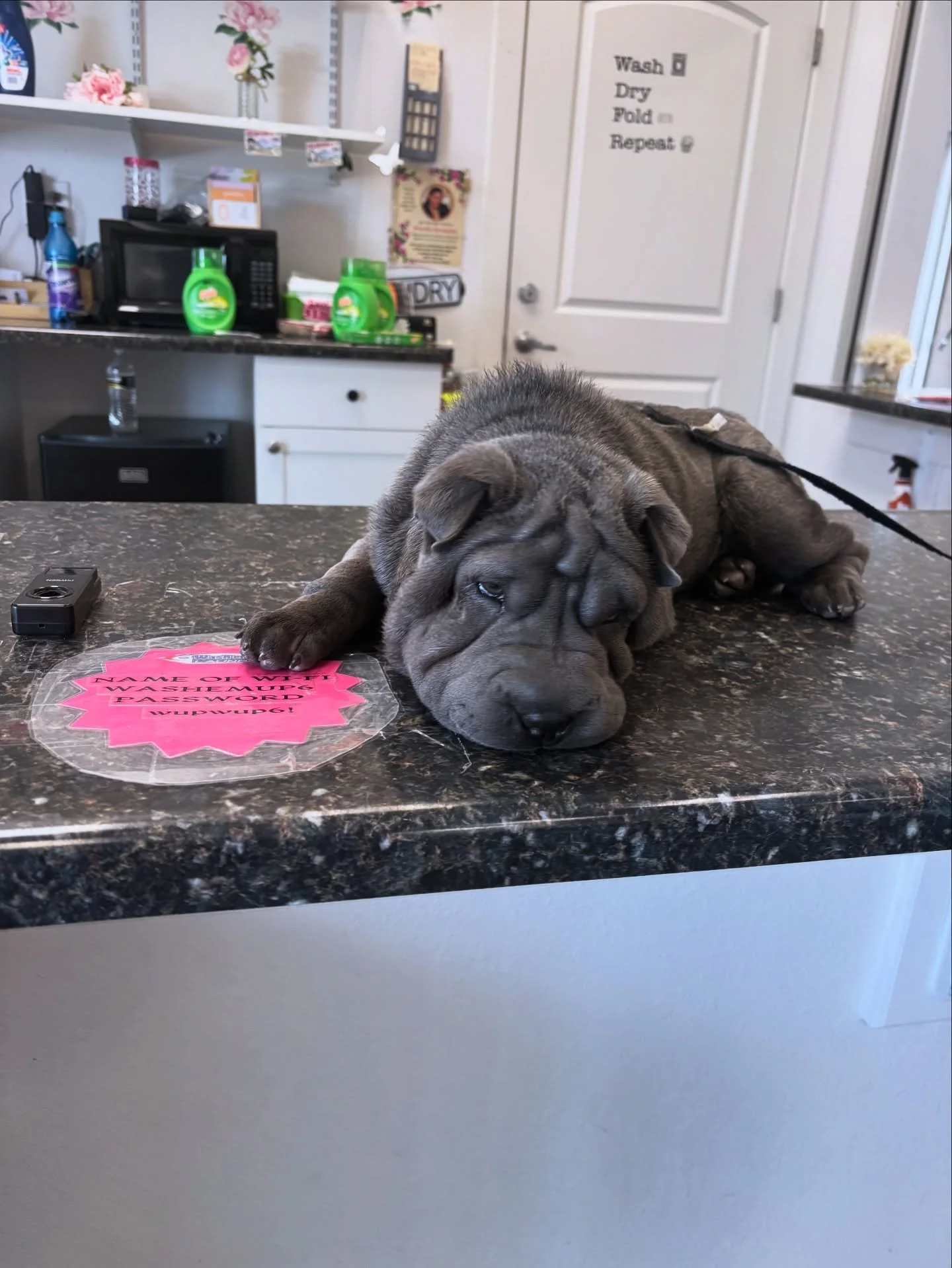 Hard day at work 🐕🧺🚐💨

#laundryhubdenver #laundry #delivery #denver #denvercolorado #denvermodel #denverfood #denversalon #denverphotography