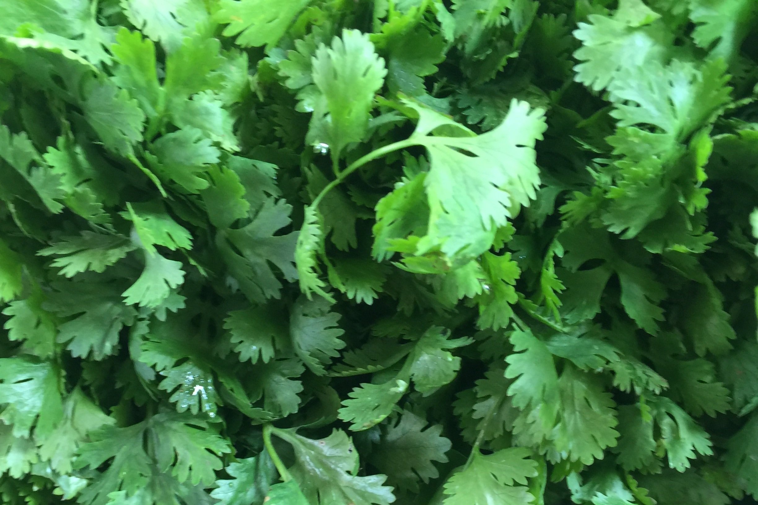 anti-inflammatory food, anti-inflammatory diet, top anti-inflammatory foods, foods that fight inflammation, eat to beat inflammation, foods that reduce inflammation, anti-inflammatory food list, foods that fight infection and inflammation, anti-infla
