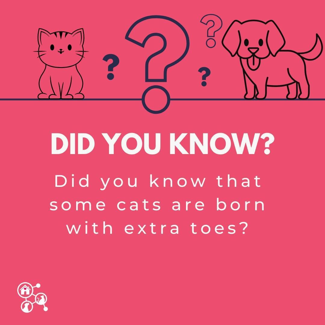 🐾 Did you know that some cats are born with extra toes? 🐱✨ It's true! Polydactyl cats, also known as Hemingway cats, can sport as many as six toes on their front paws and sometimes even more! 🙀👀 These extra digits give them an adorable, unique pa