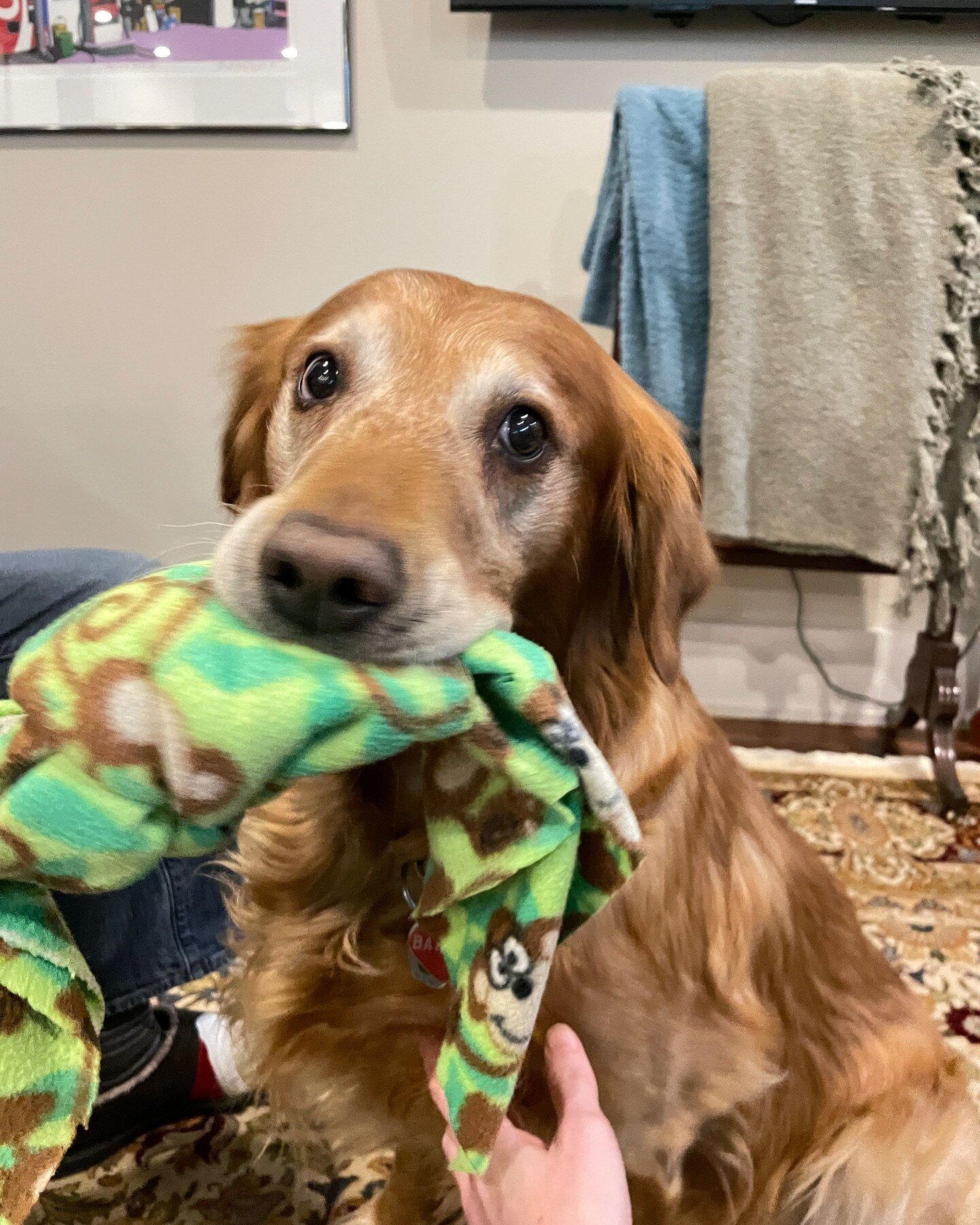 Barney loves his security blankey 🥰 #the100xvet #mobilevet #ottawamobilevet #vetsofottawa #londonmobilevet #lowstressvet #vethomevisit #welovewhatwedo #loveyourjob #vetlife #vettech #nofear #hamiltonmobilevet