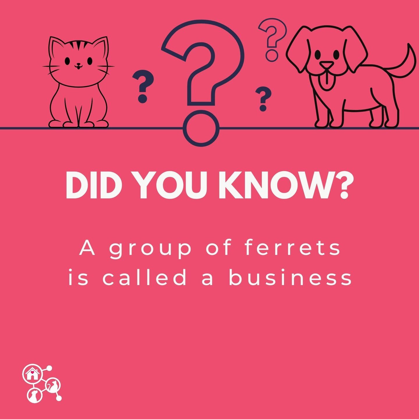 🐾 Ferret fanatics, gather 'round for a fascinating fact! Did you know that when a bunch of ferrets get together, it's not just a gathering &ndash; it's a full-blown business meeting! 🤵🐾

Yup, a group of ferrets is aptly named a &quot;business.&quo