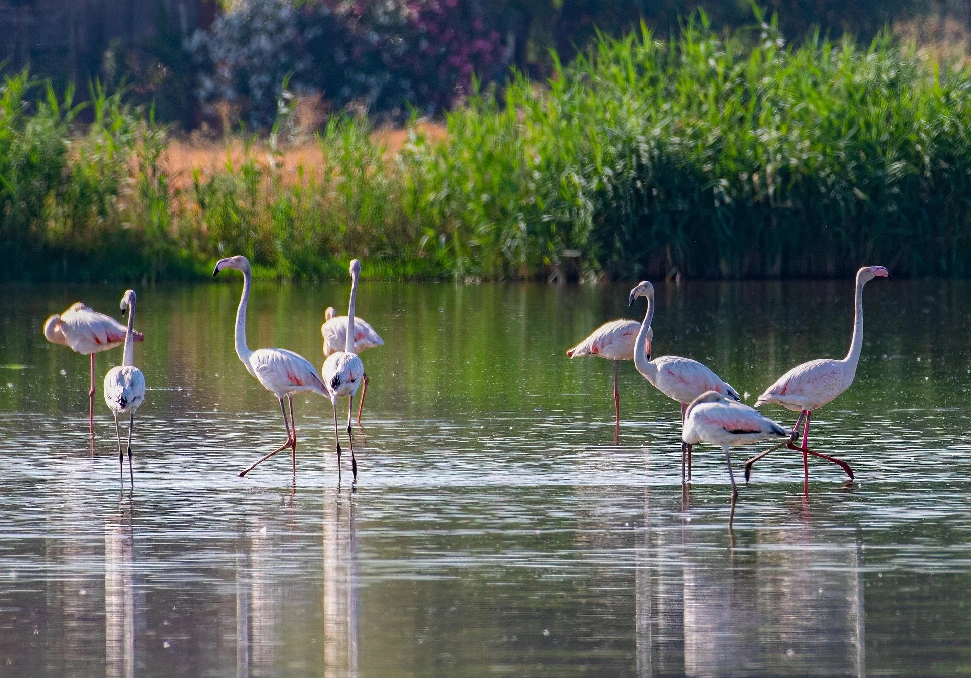 Flamigos River Delta