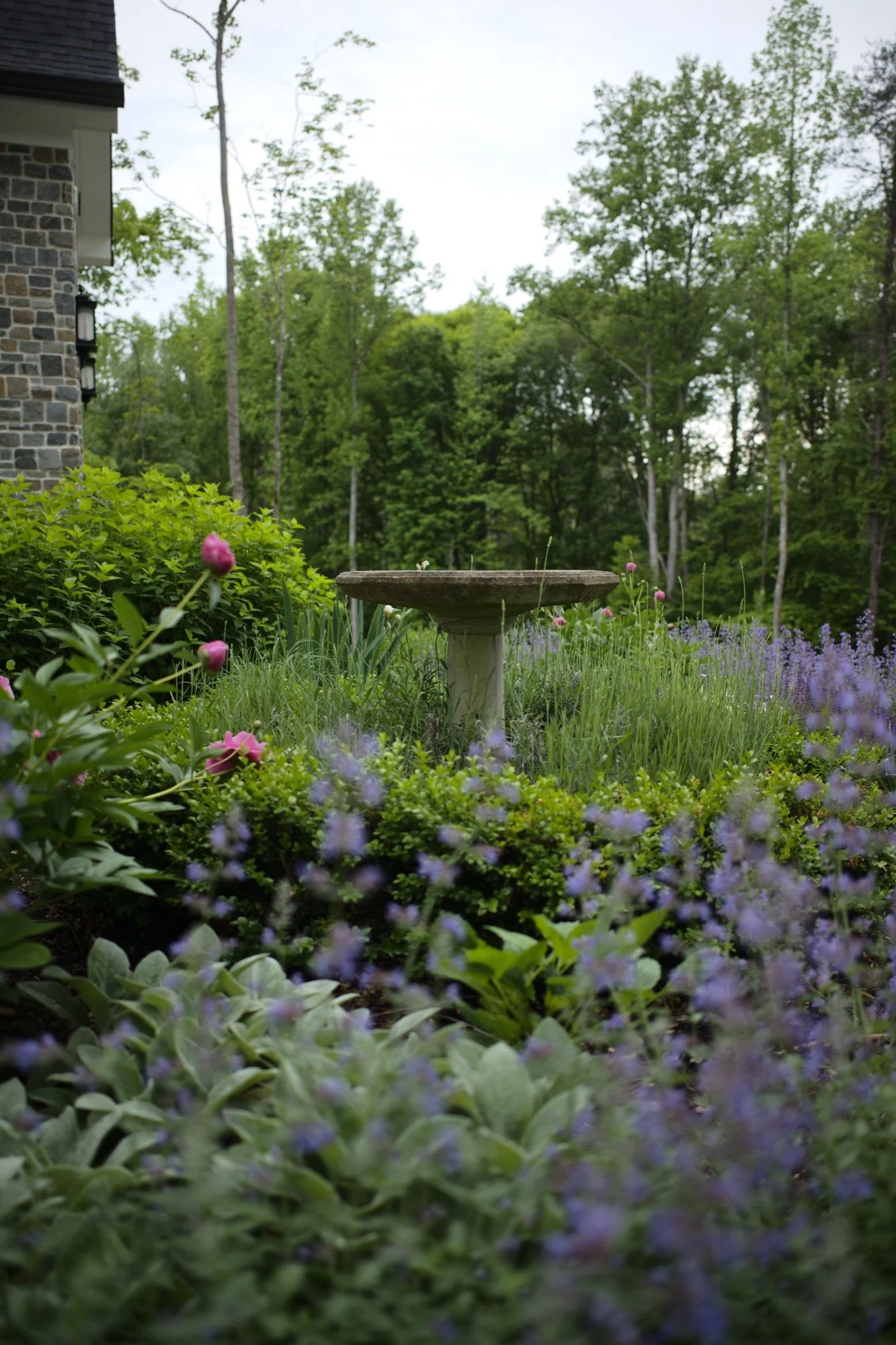 English boxwood formal garden in Winston Salem with Birdbath surrounded by lavender and peonies