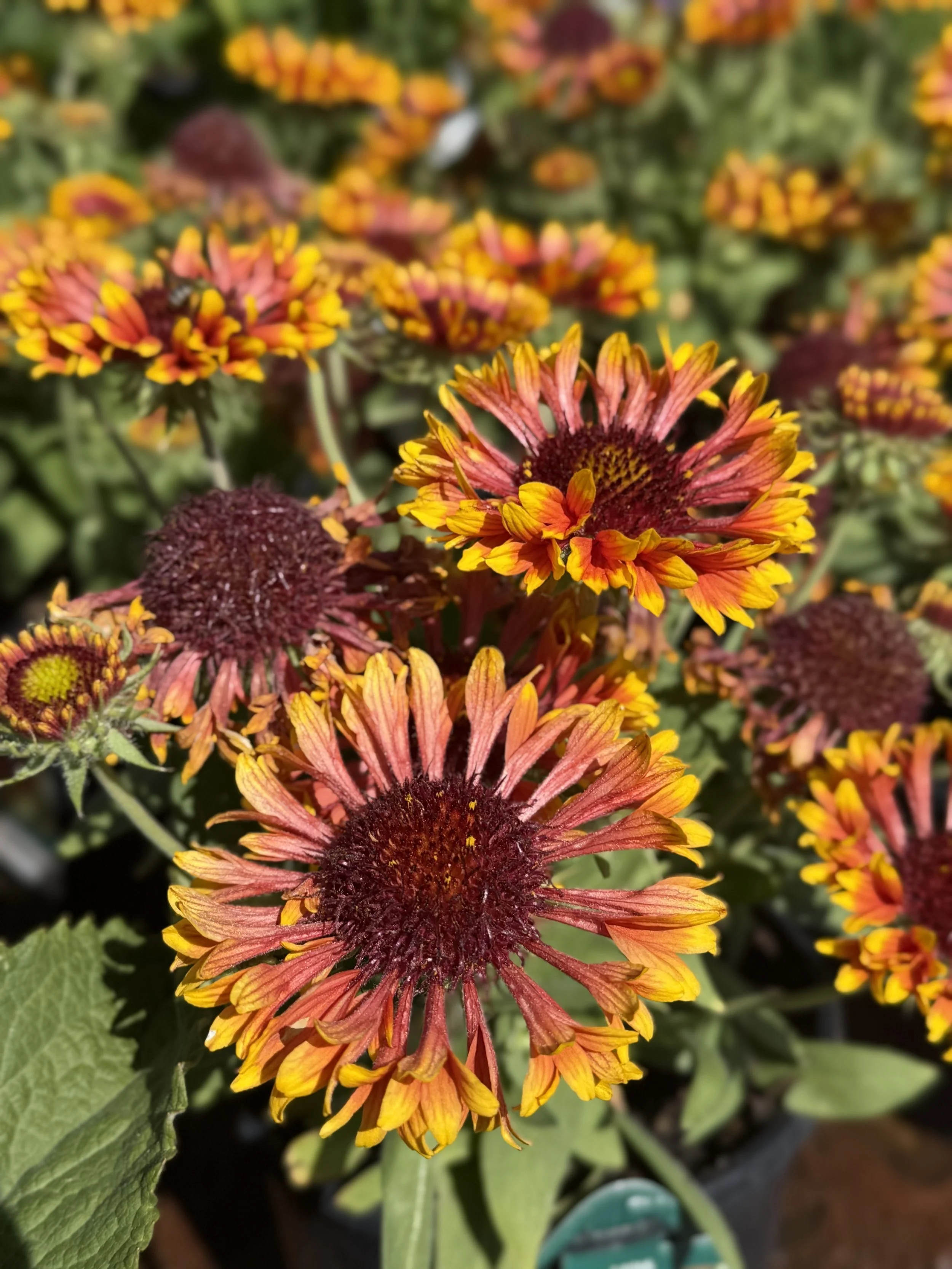 Fall Planting and…weeds