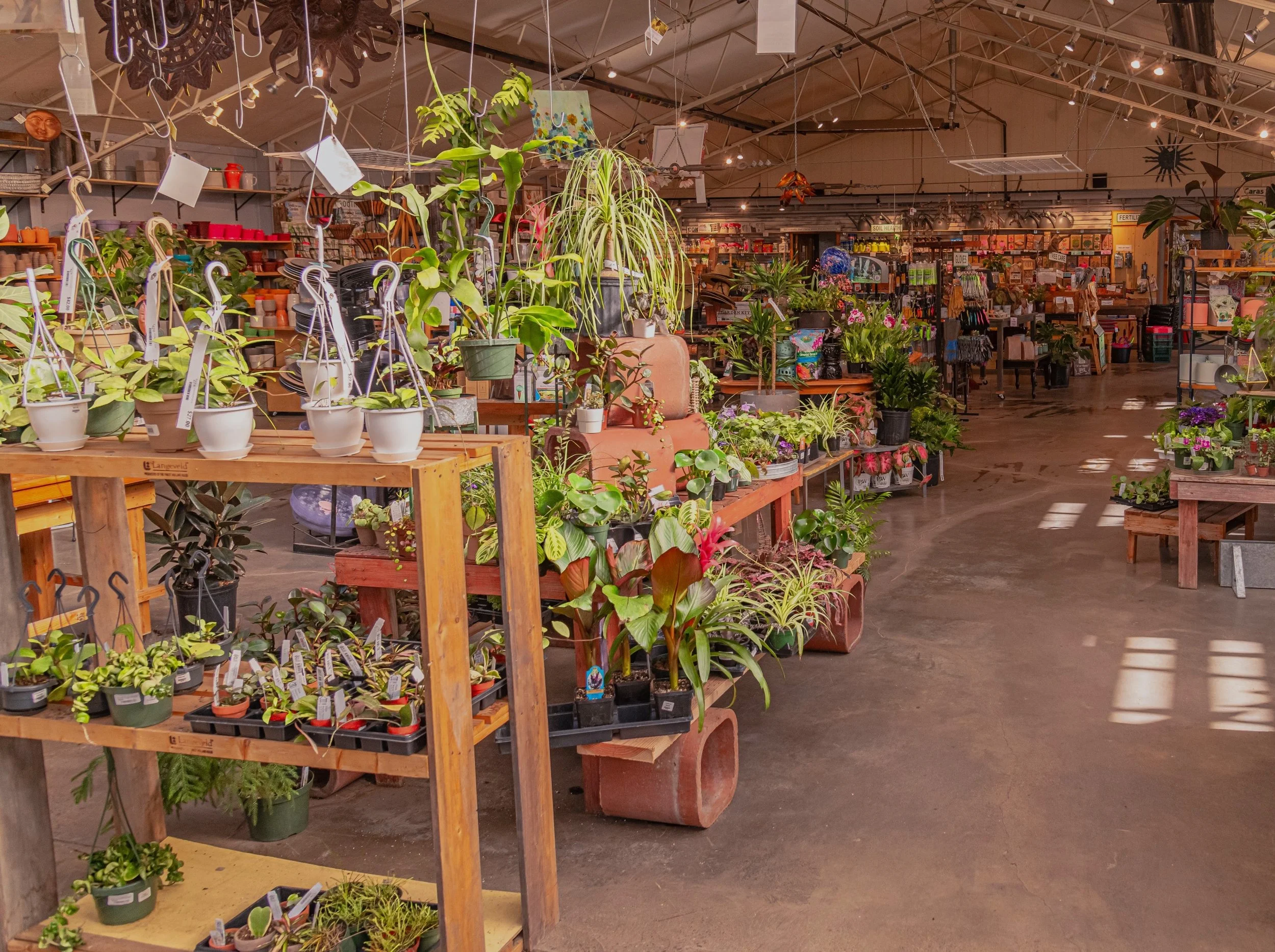 Houseplants on display inside the store