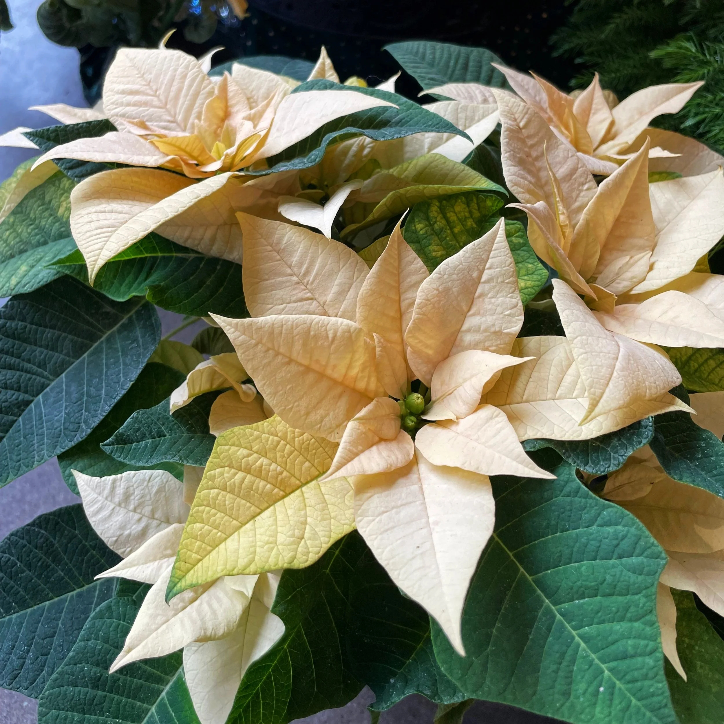 Favorite Holiday Houseplants
