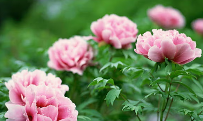 Seminar: Peonies & Roses