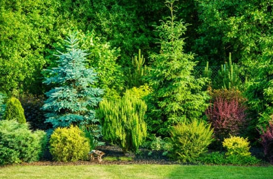 Planting and Caring for Trees and Shrubs