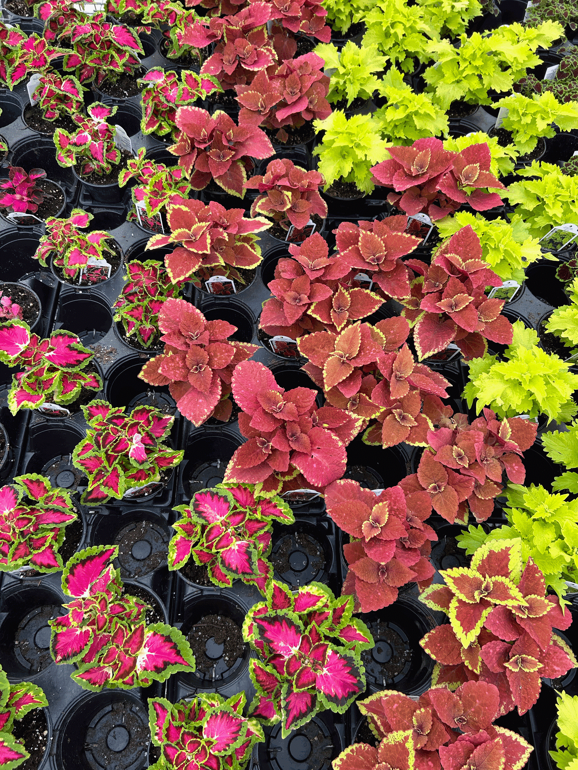 Coleus block v2.gif
