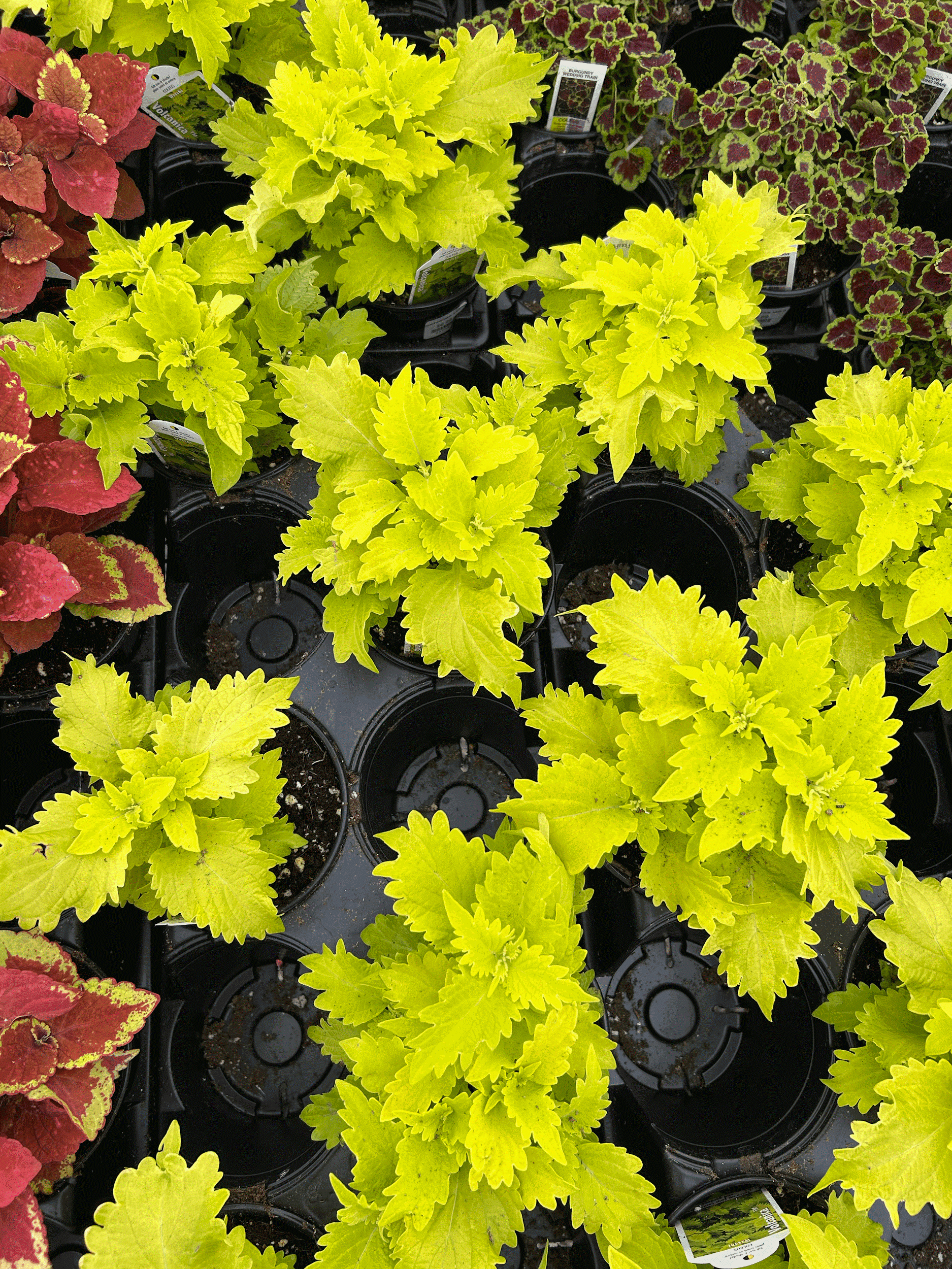 Blooms and Weather Shifts