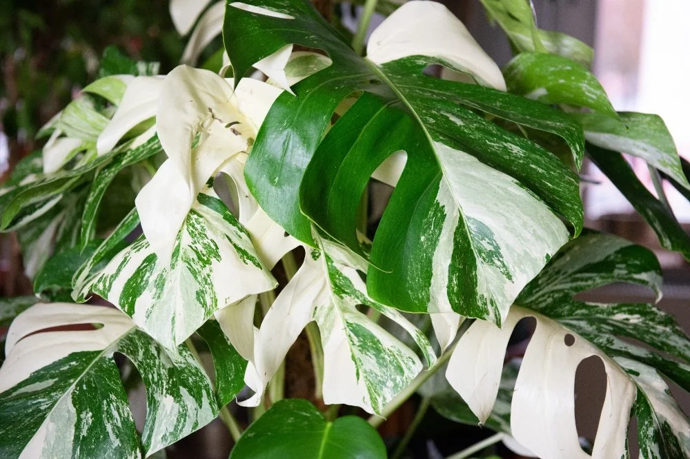 Seminar: Rare & Unusual Houseplants