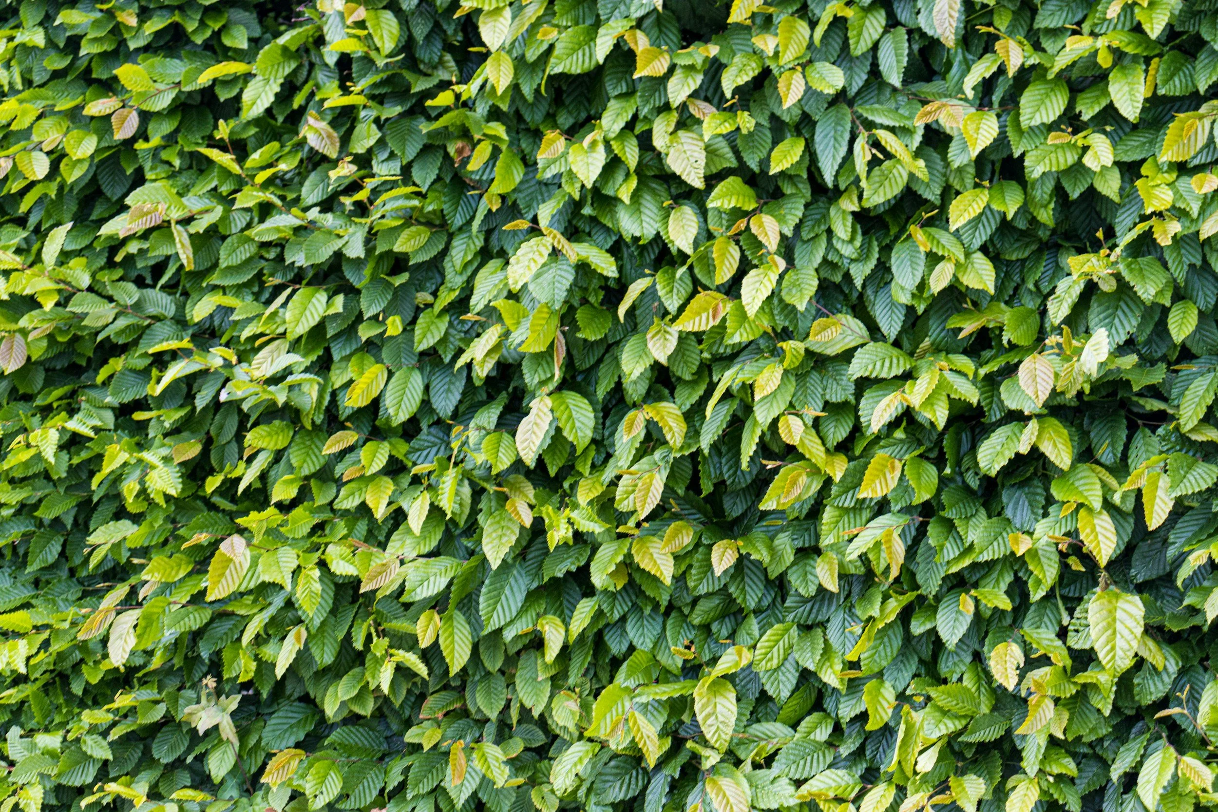 Hedges Seminar