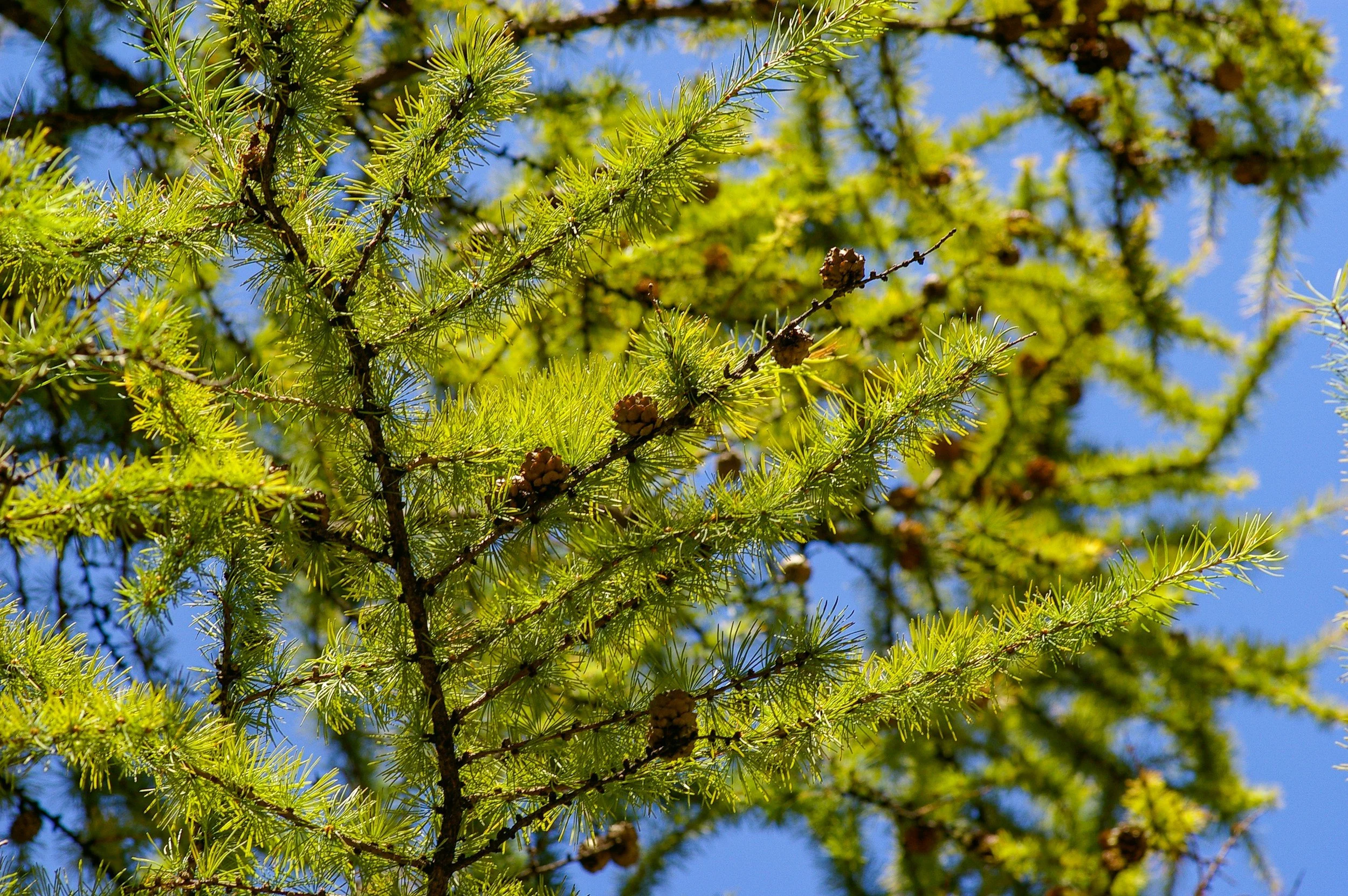 Nuance in the Garden