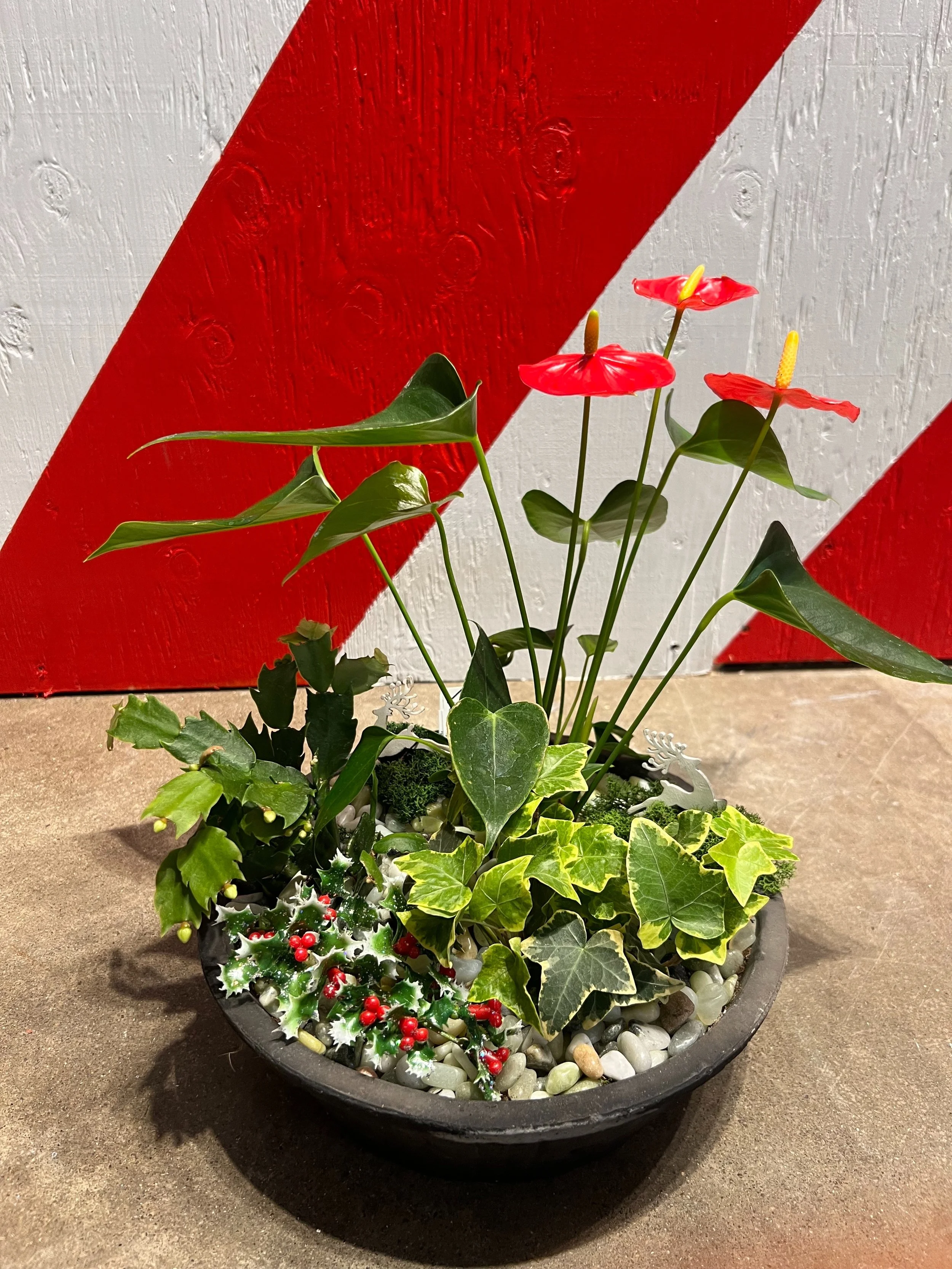 Holiday Houseplant Centerpiece Workshop