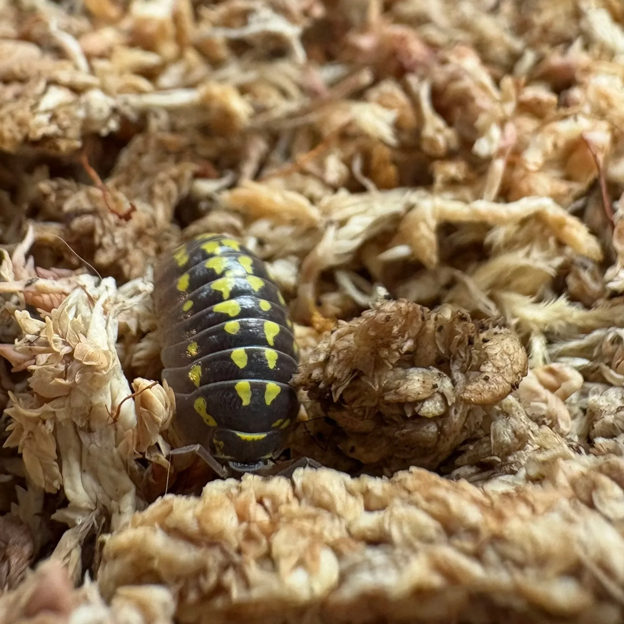 Workshop: Bioactive Vivariums