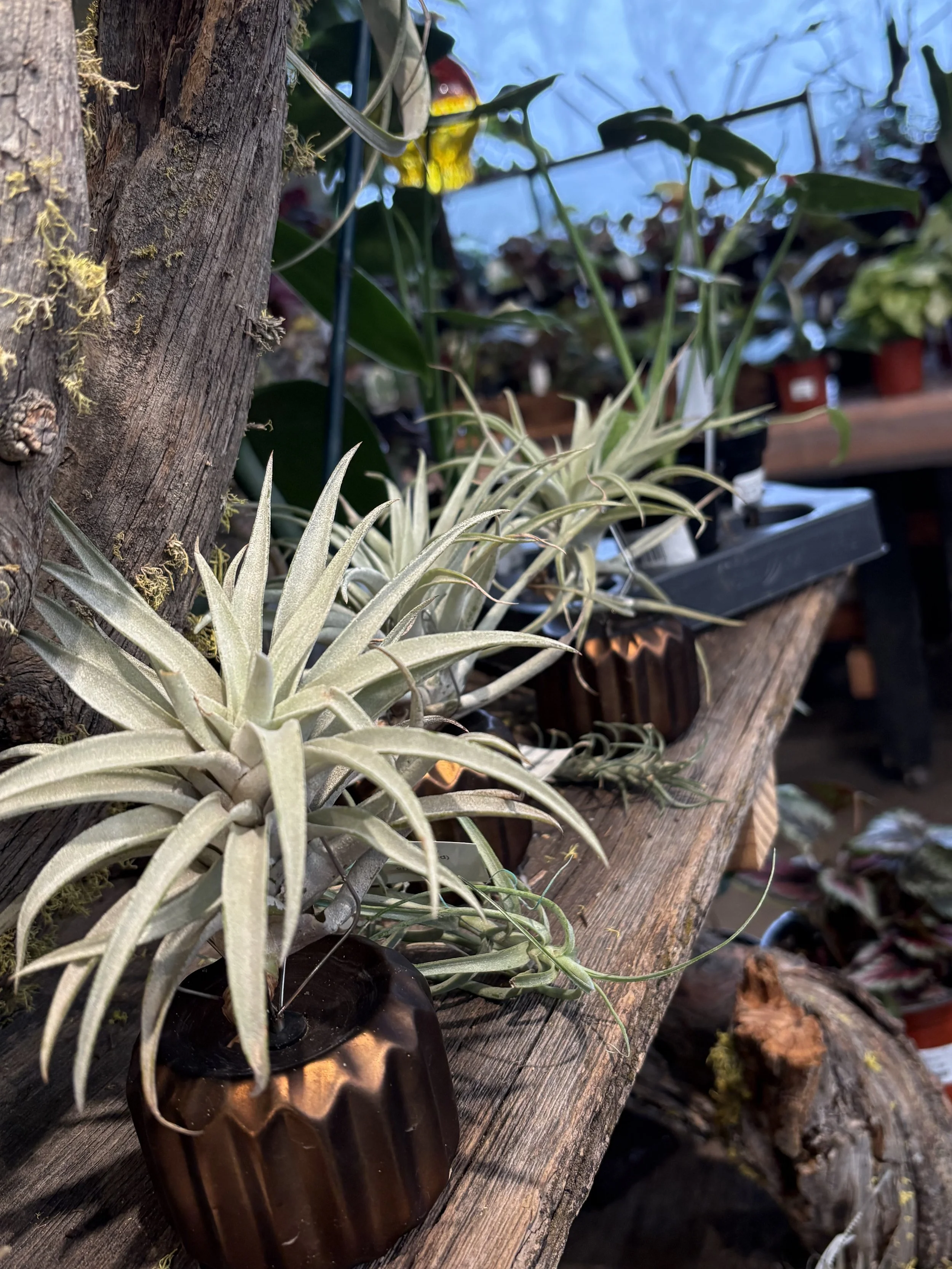 Workshop: Tillandsia Mounting