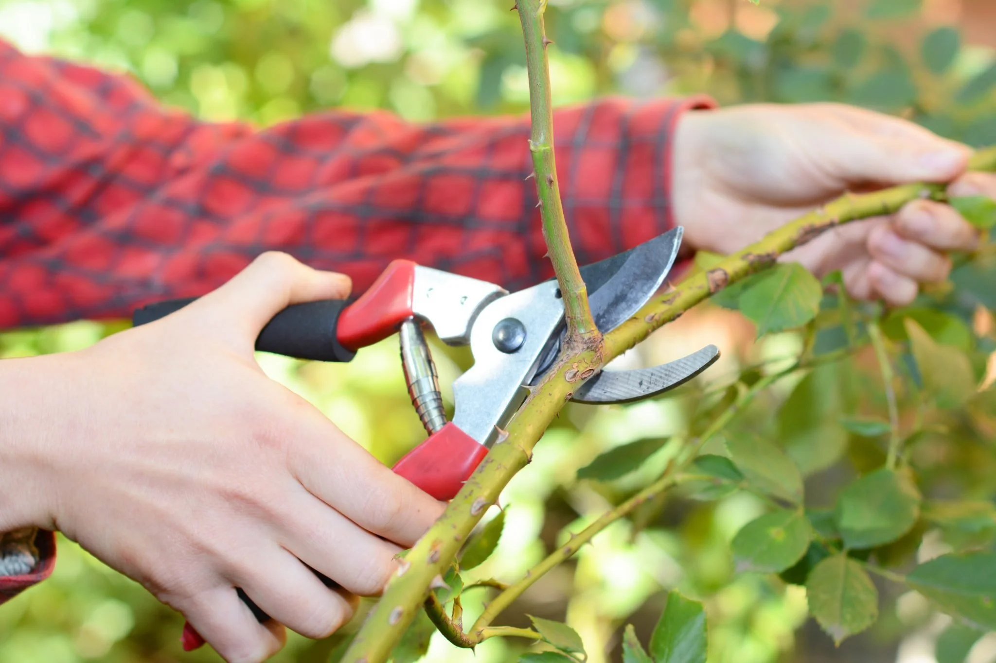 Seminar: Pruning: Cut with Confidence