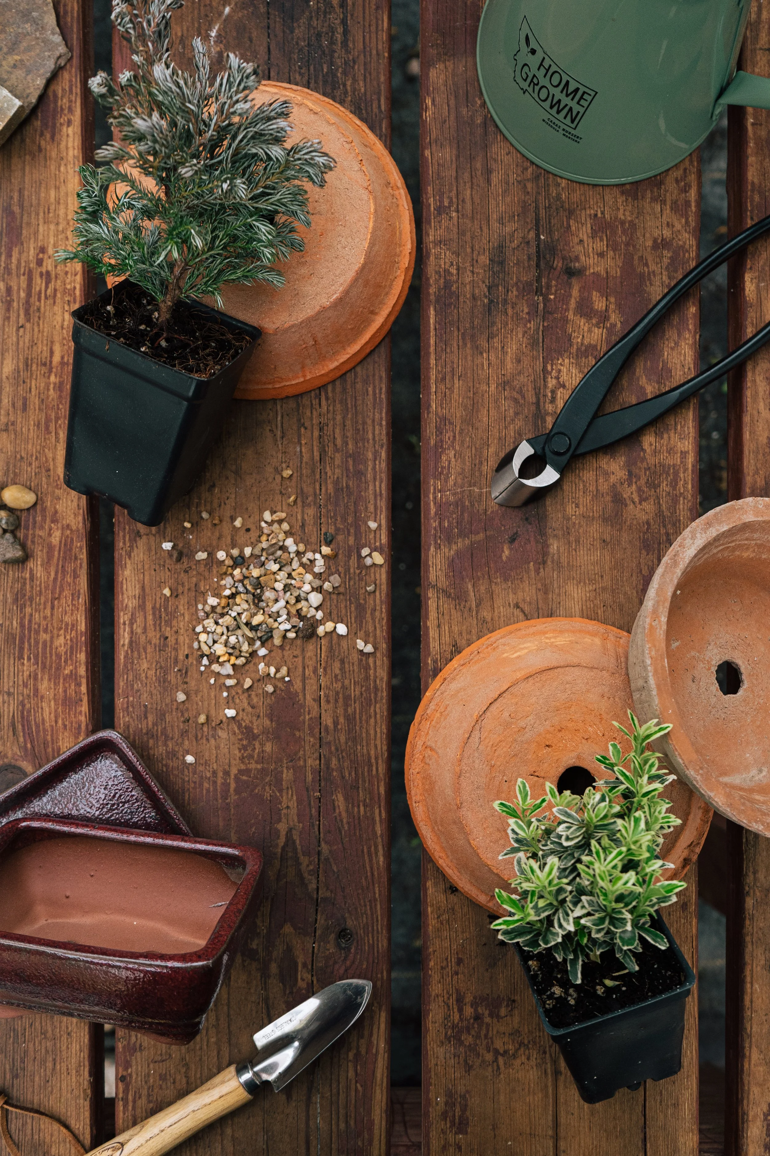 Workshop: Indoor Bonsai