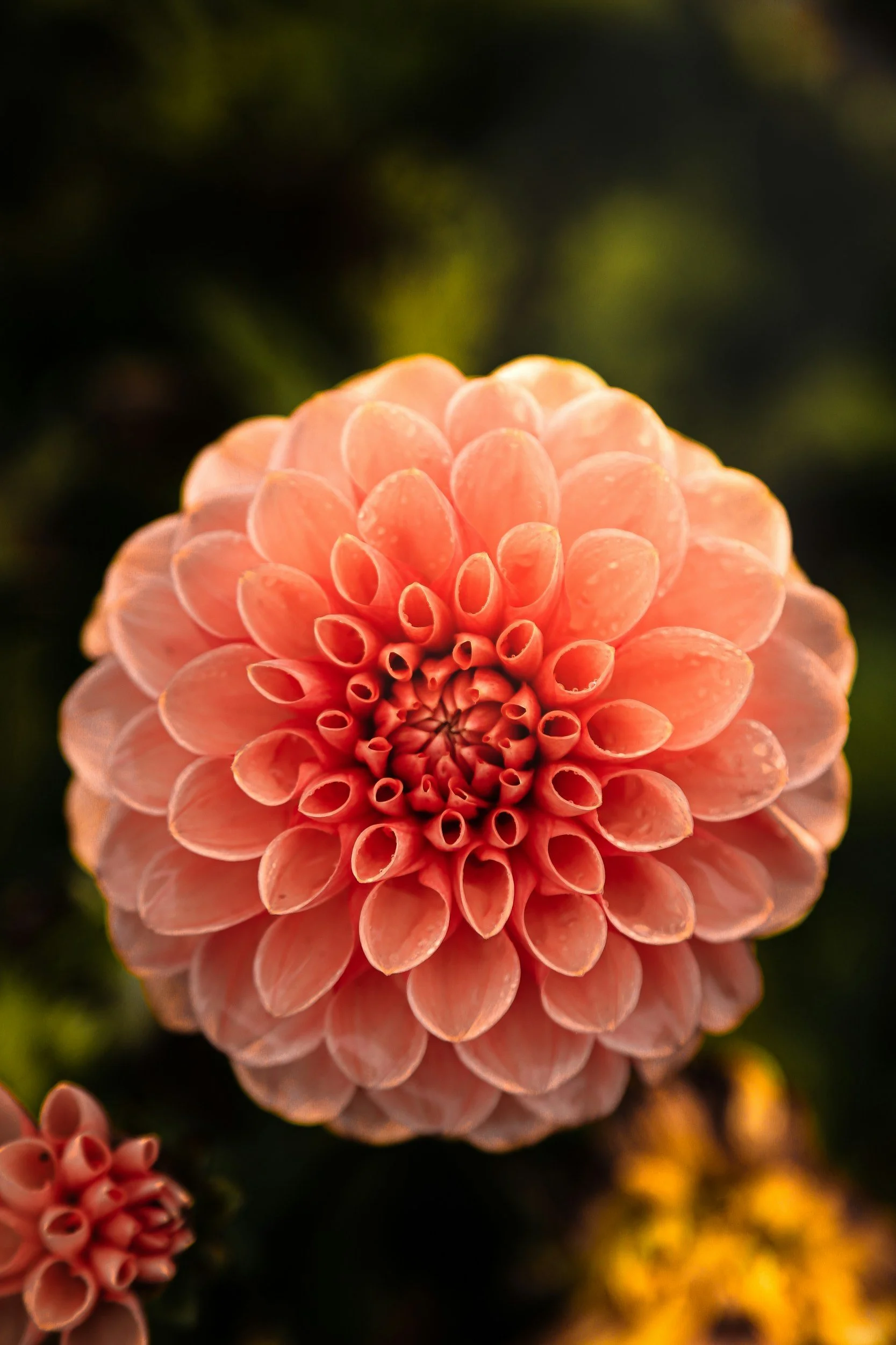 Seminar: Dahlia Tuber Splitting