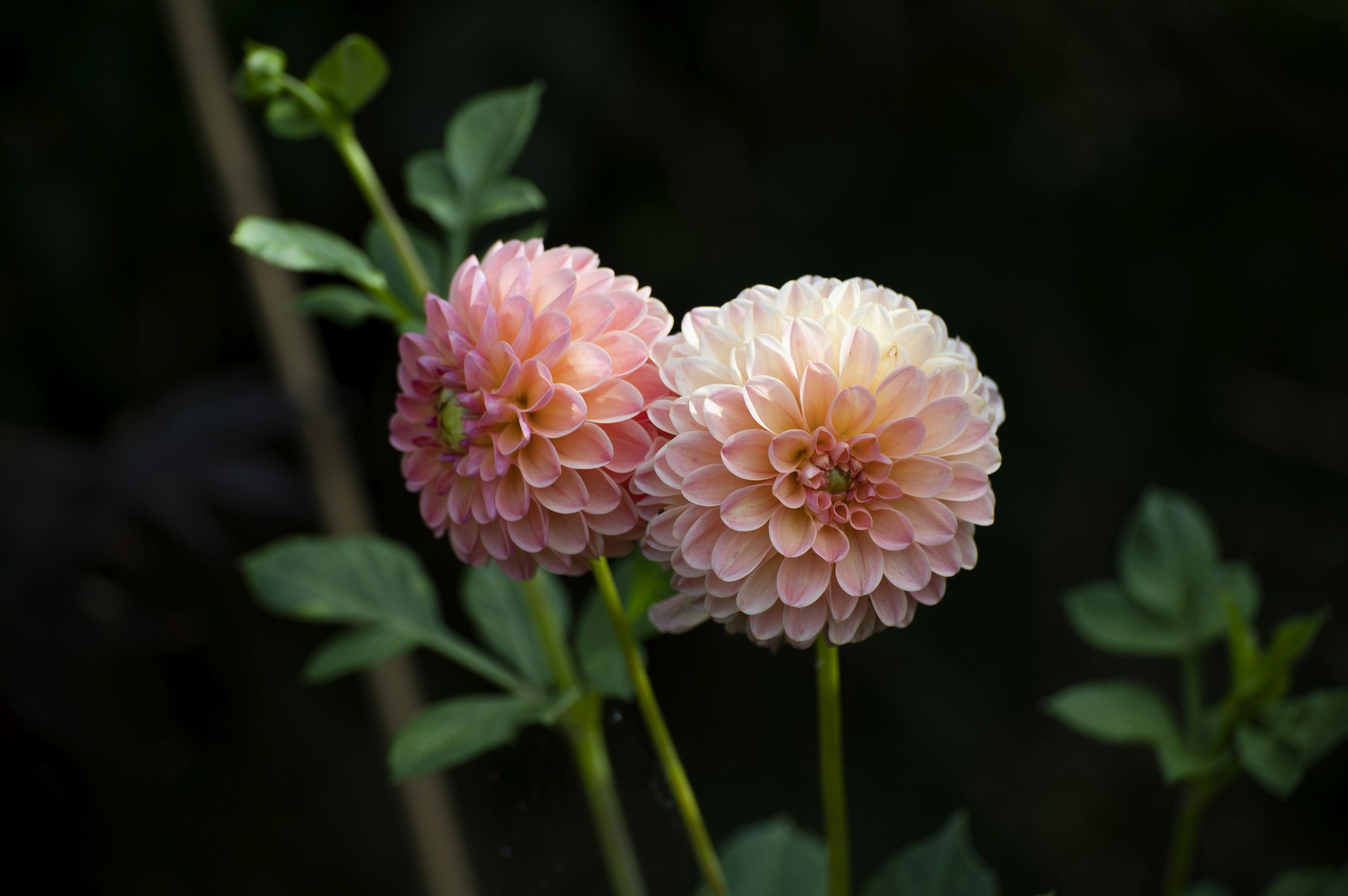 Seminar: Dahlias - Getting Show-Ready