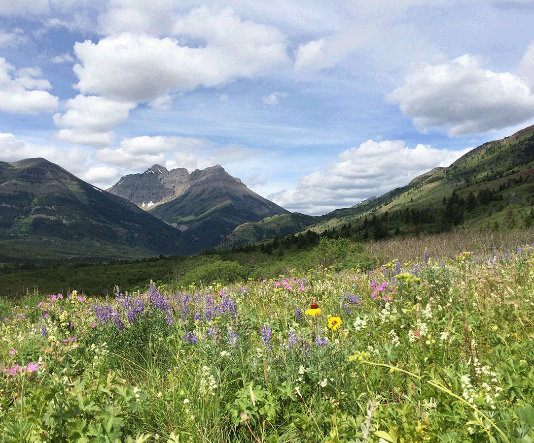 Seminar: Native Plants and Perennials 