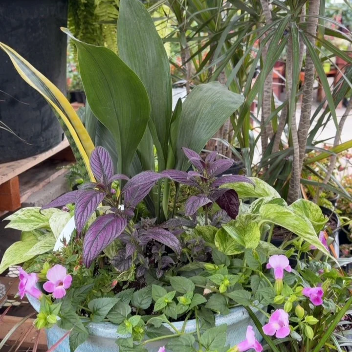 Indoor Plants, Outdoor Pots