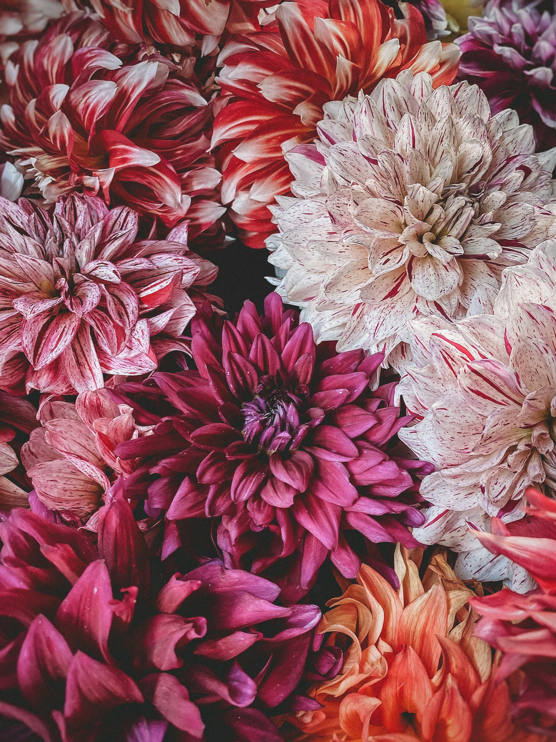 Annual Dahlia and Gladiola Show