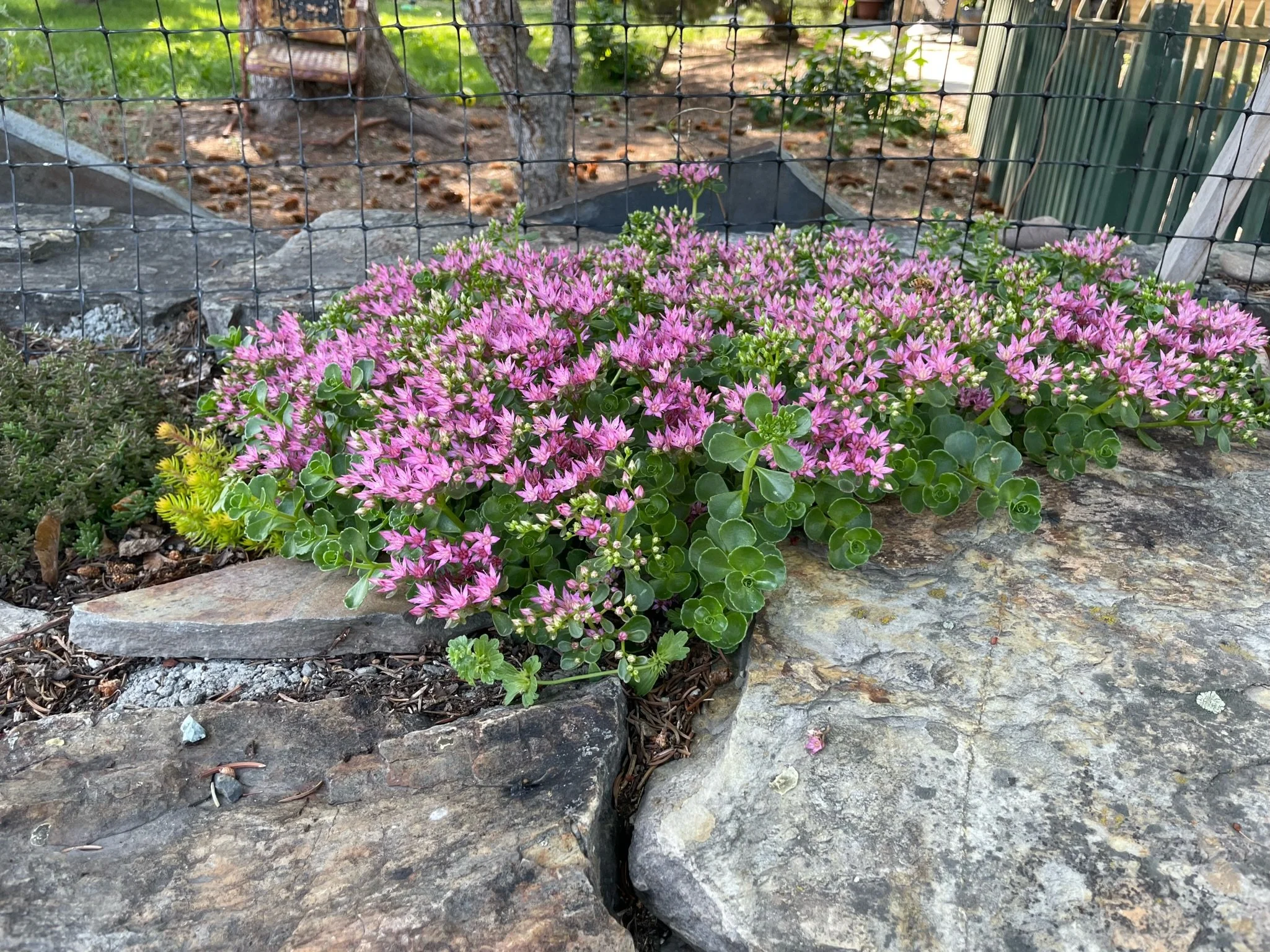 Xeriscaping