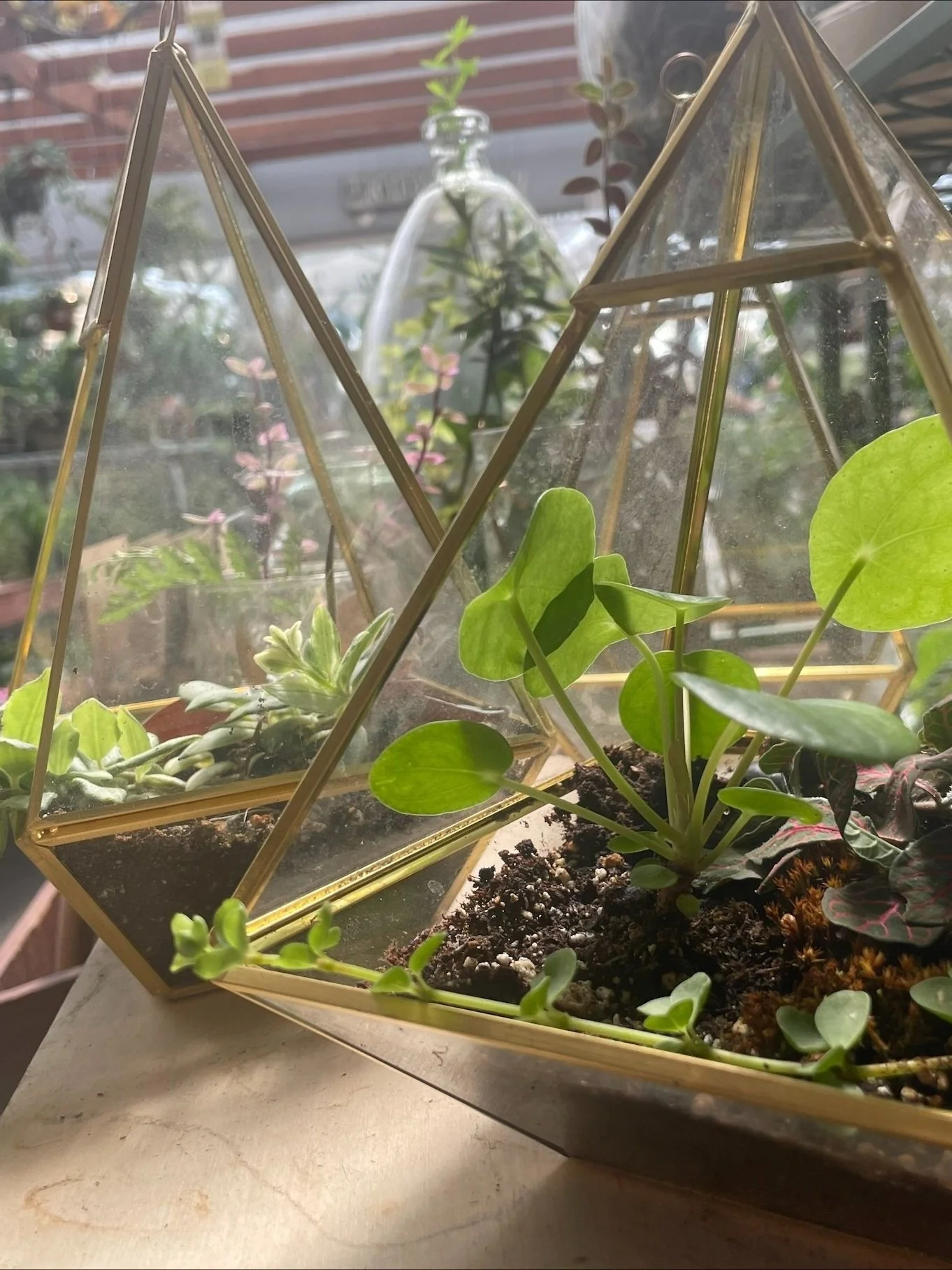 Terrarium Workshop