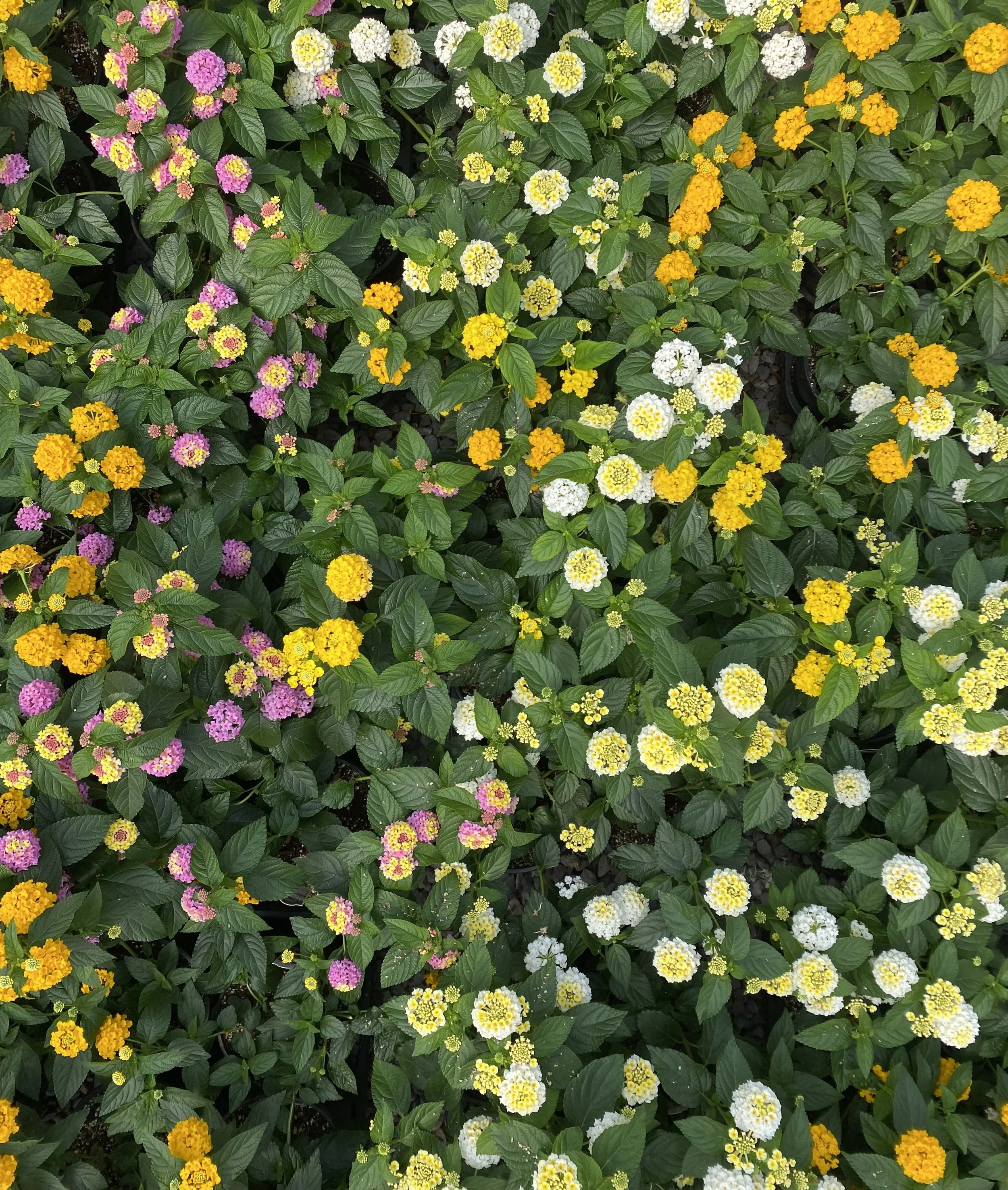 Clusters of colorful lantana flowers in yellow, white, pink, and purple growing among green leaves.