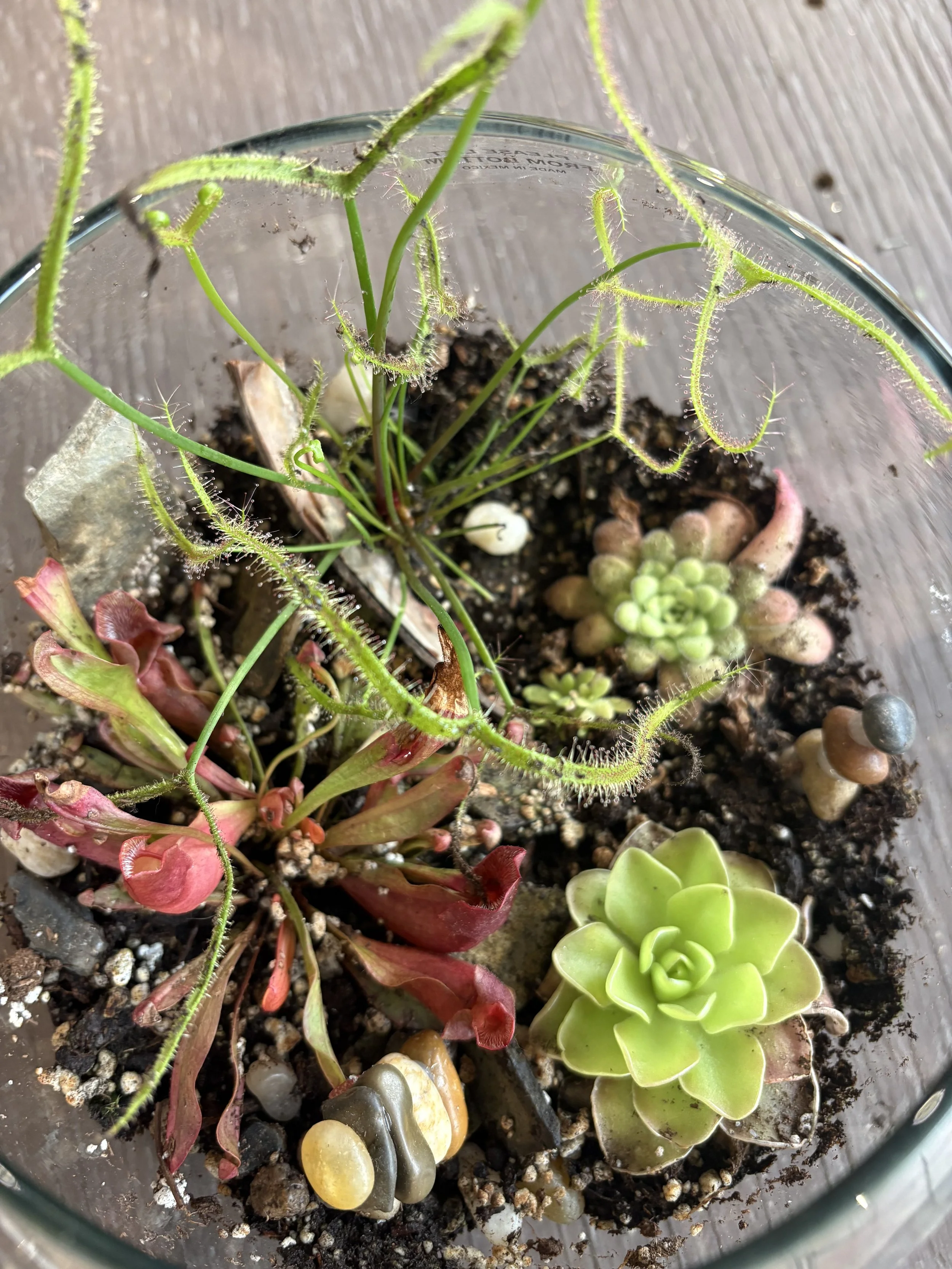 Workshop: Carnivorous Terrariums