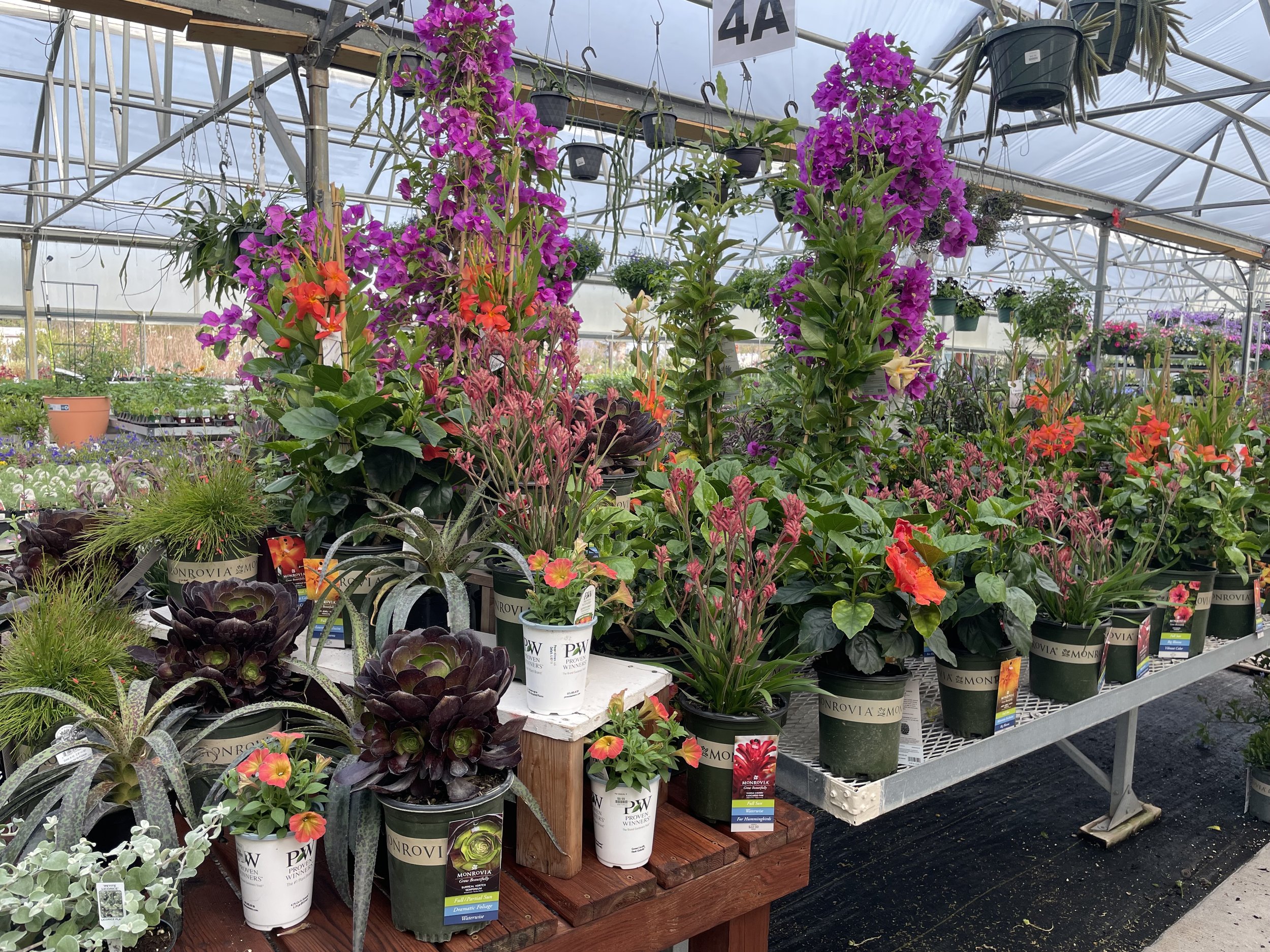 Various flowering plants in pots inside a greenhouse, including purple, pink, and orange flowers on a metal table with some plants on a wooden table.