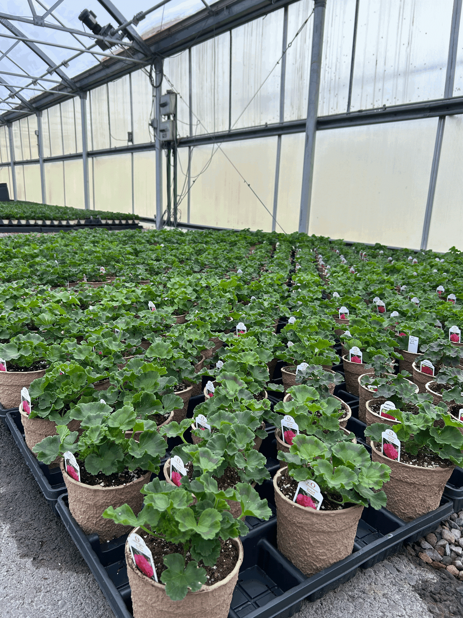 unblooming Geranium.gif